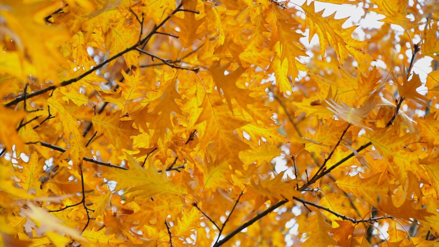 Листья золотые