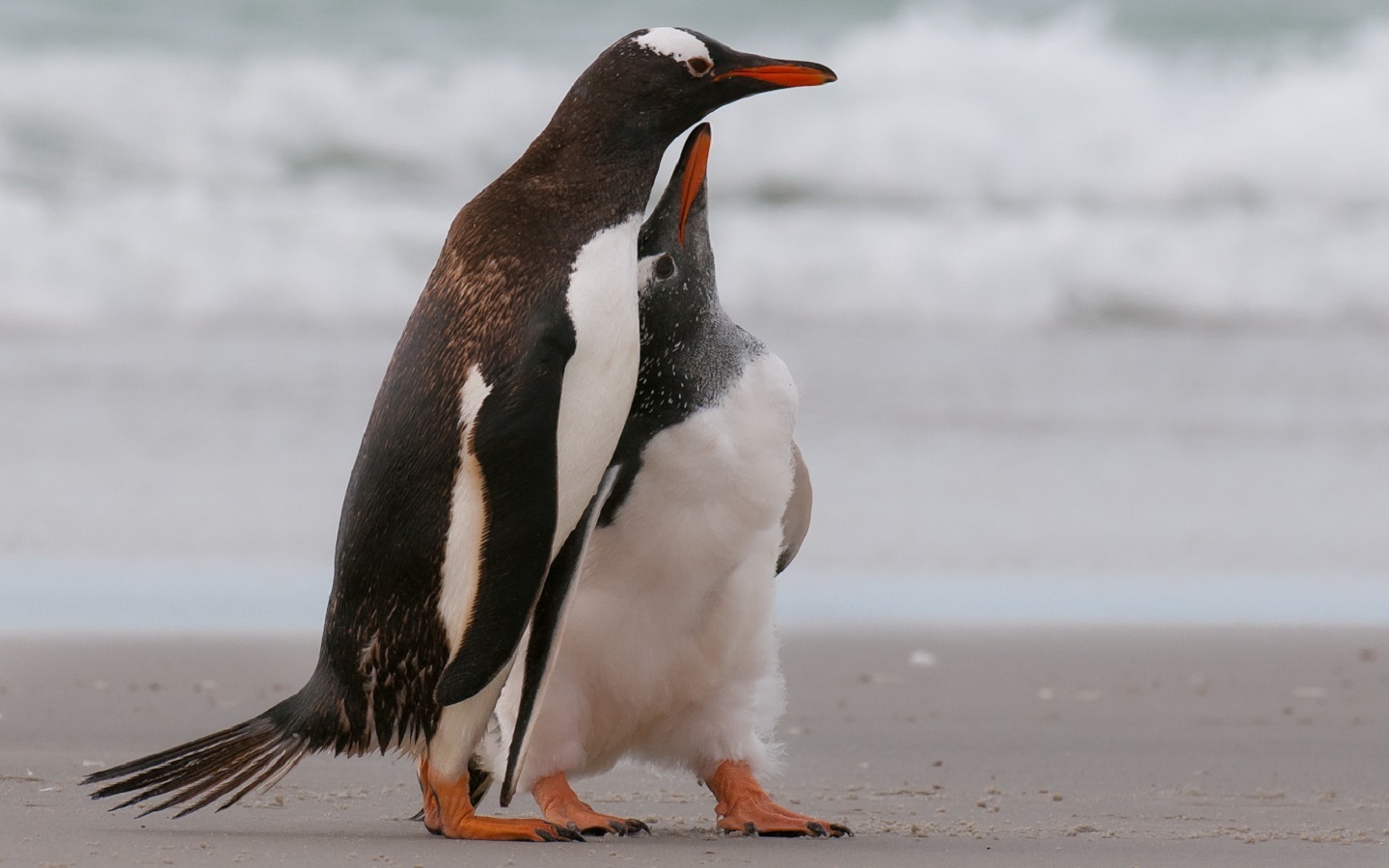 29129 скачать обои пингвины, животные, птицы, серые - заставки и картинки бесплатно