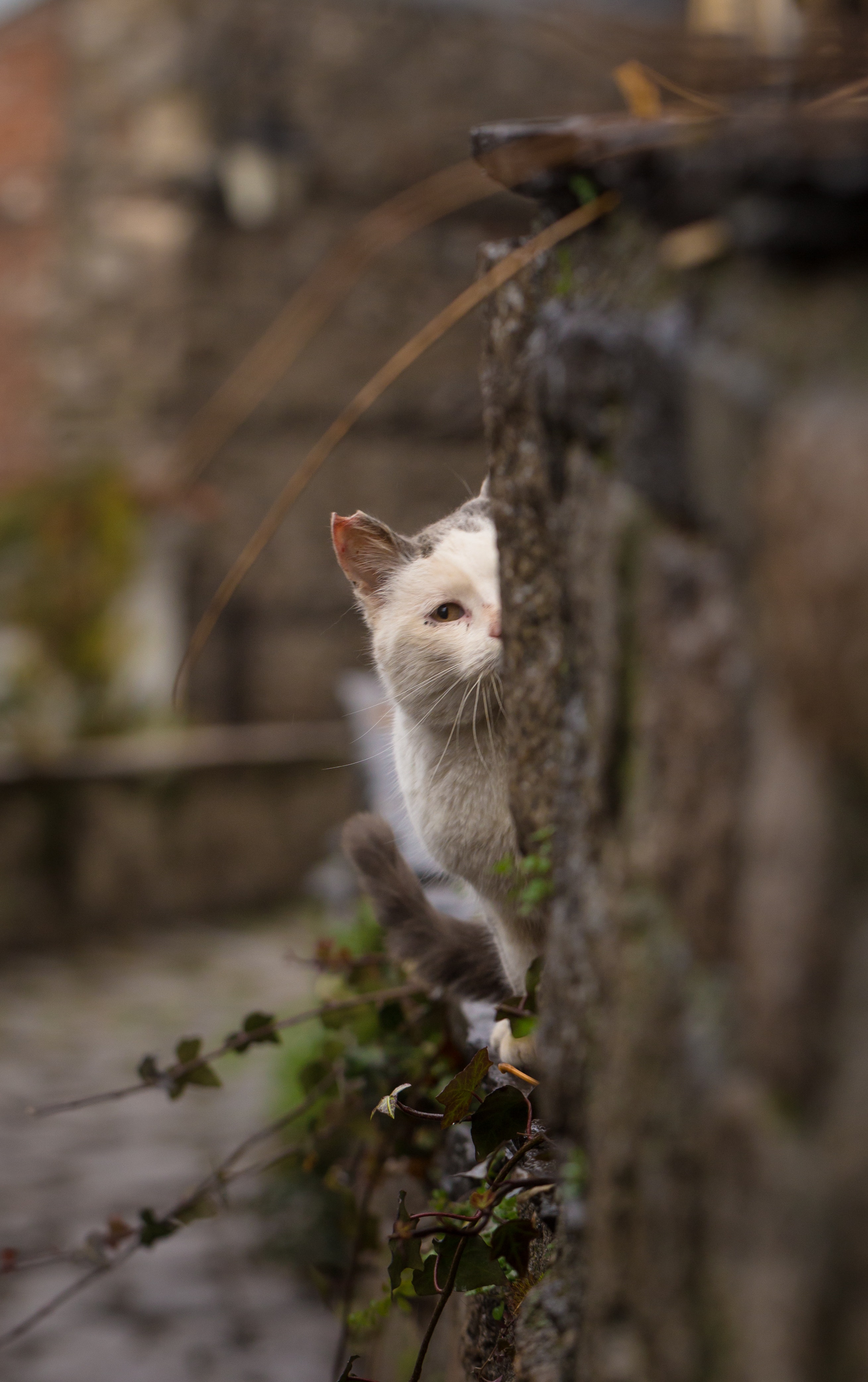 animals, cat, blur, smooth, hide, peek out, look out HD wallpaper