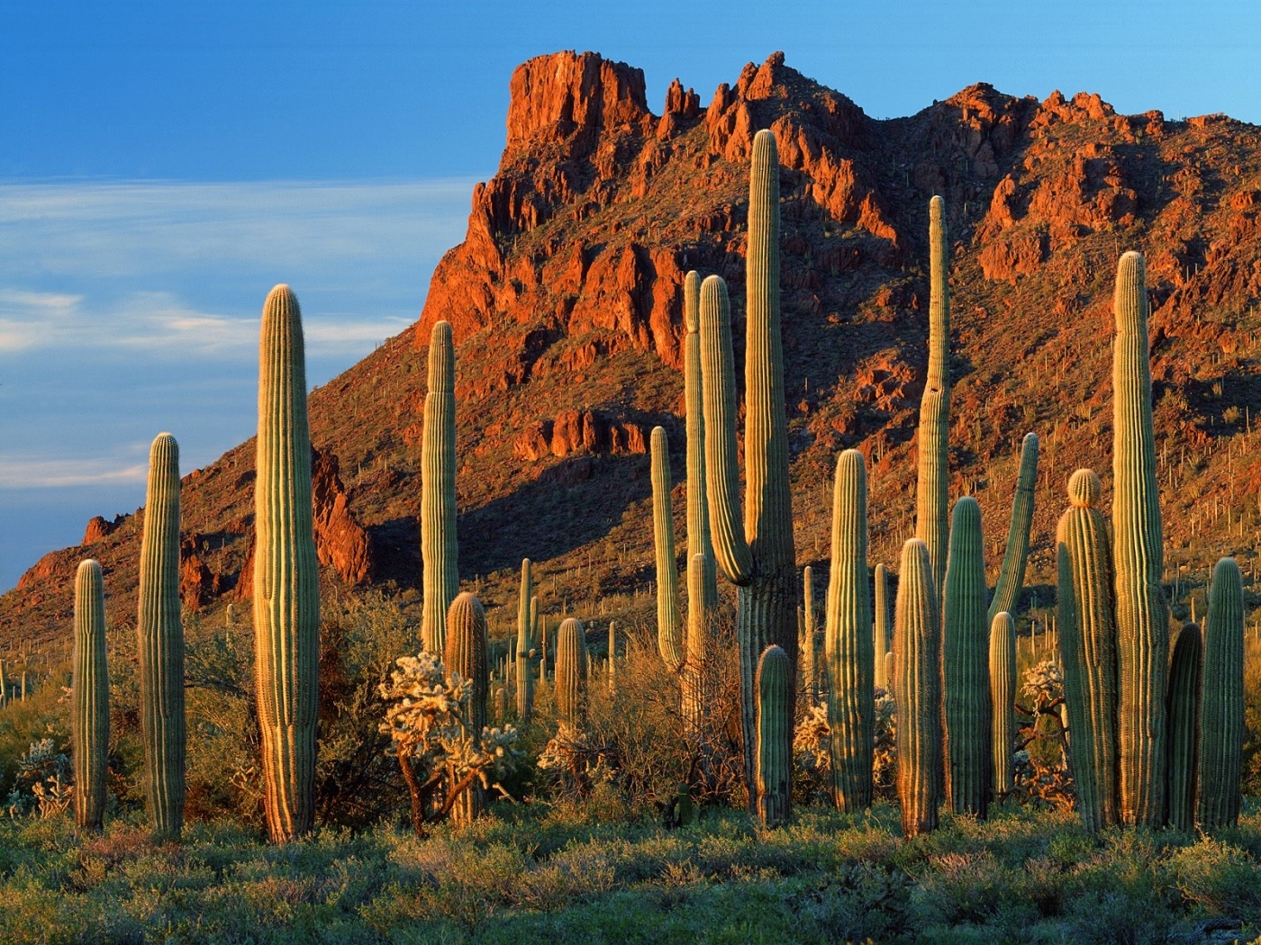 landscape, cactuses, mountains Phone Background