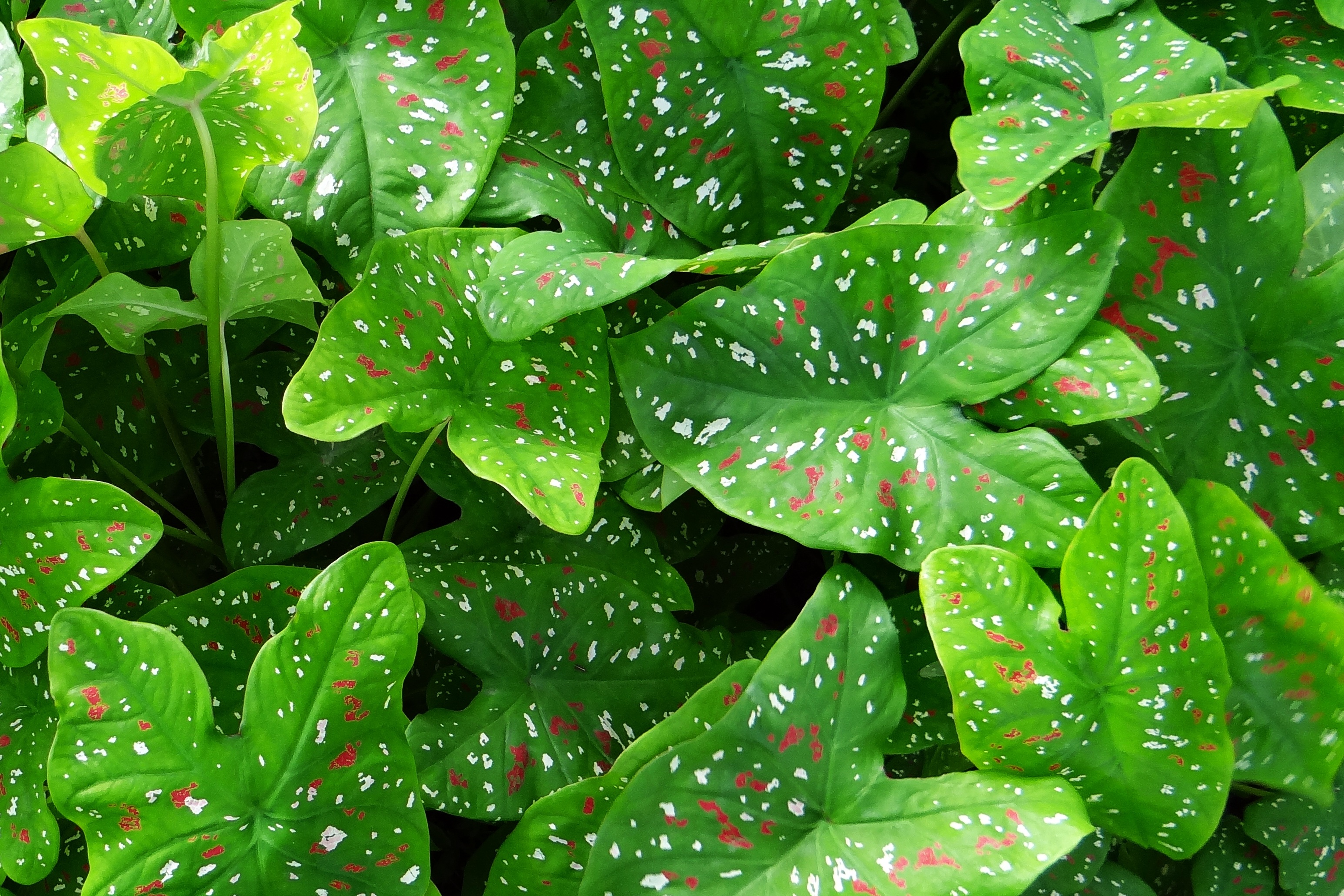 Цветок каладиум зеленый