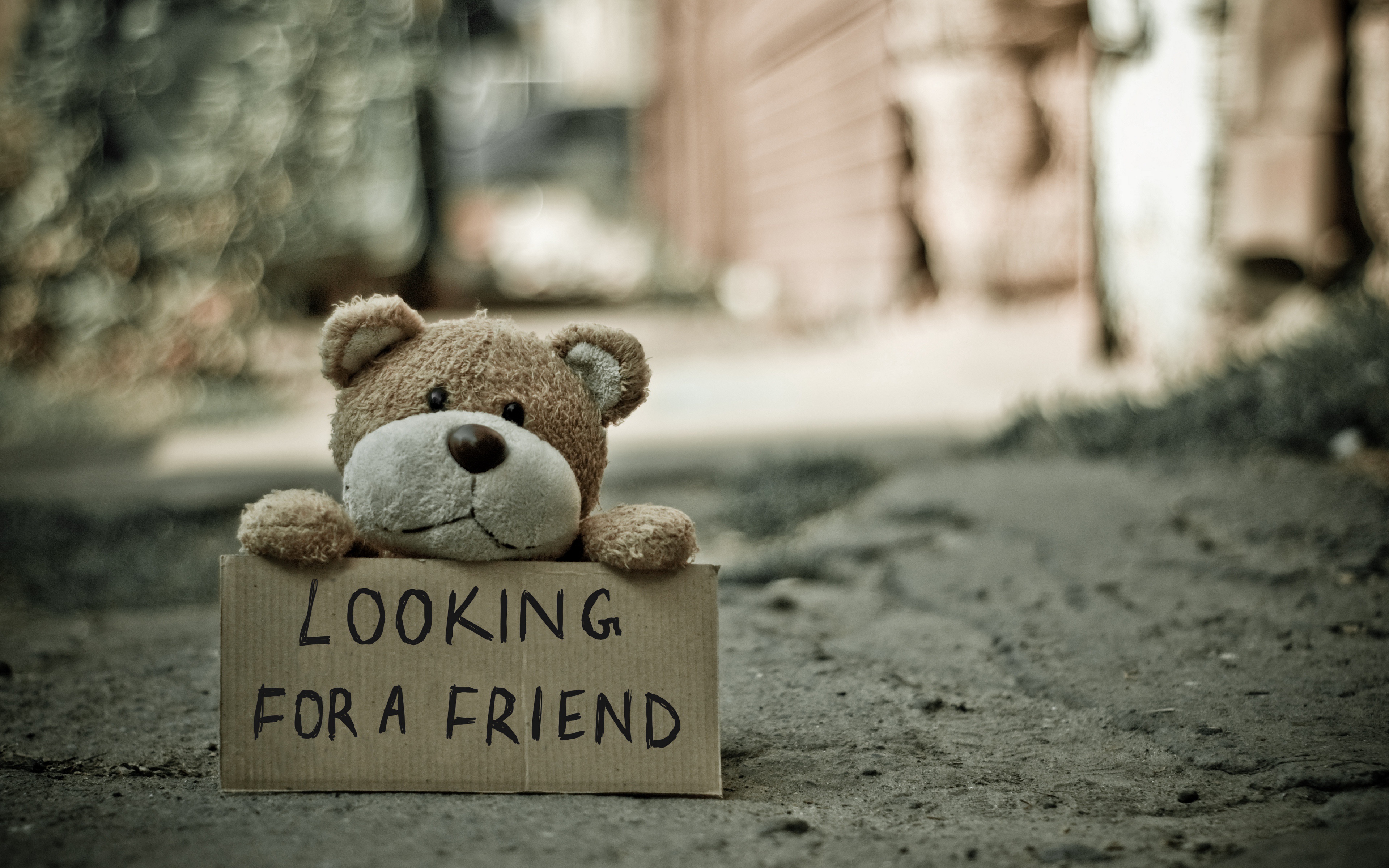 teddy bear, misc, statement, depth of field, friend, stuffed animal Free Stock Photo