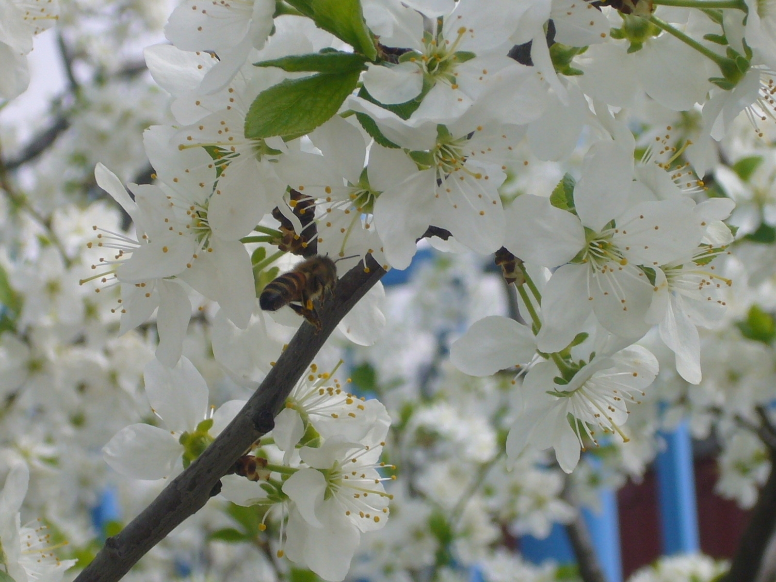 3711 baixar papel de parede plantas, flores, insetos, abelhas, cinza - protetores de tela e imagens gratuitamente