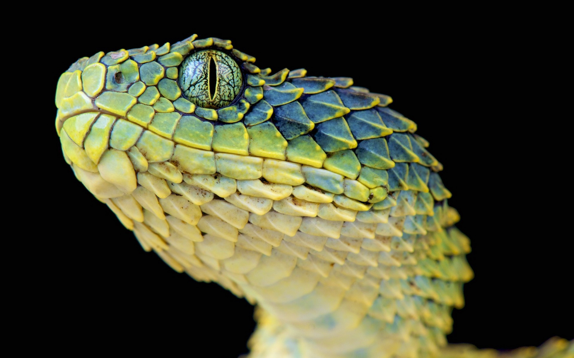 354494 Hintergrundbild herunterladen tiere, viper, schlange, reptilien - Bildschirmschoner und Bilder kostenlos