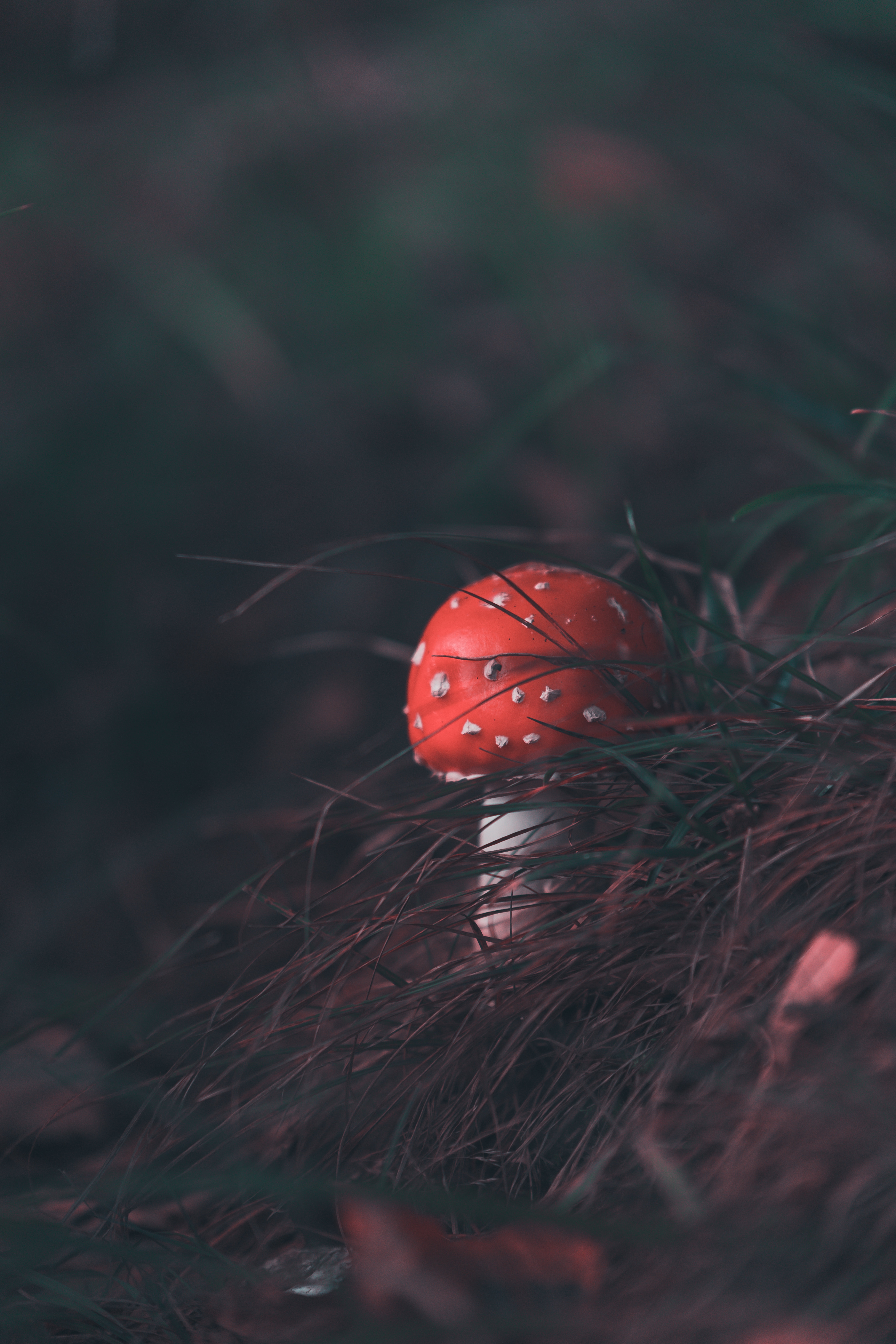 Mobile wallpaper smooth, mushroom, nature, grass, blur, fly agaric