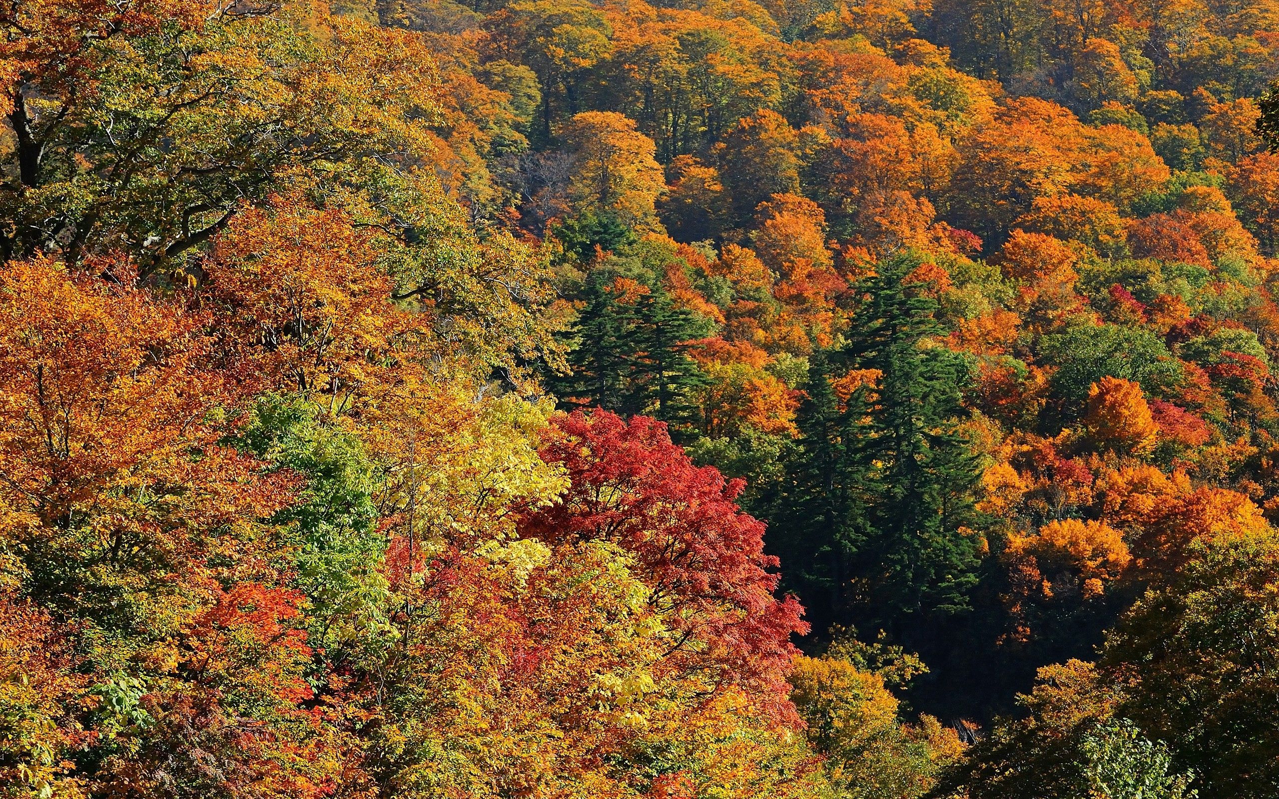 Лиственный Лес Осенью