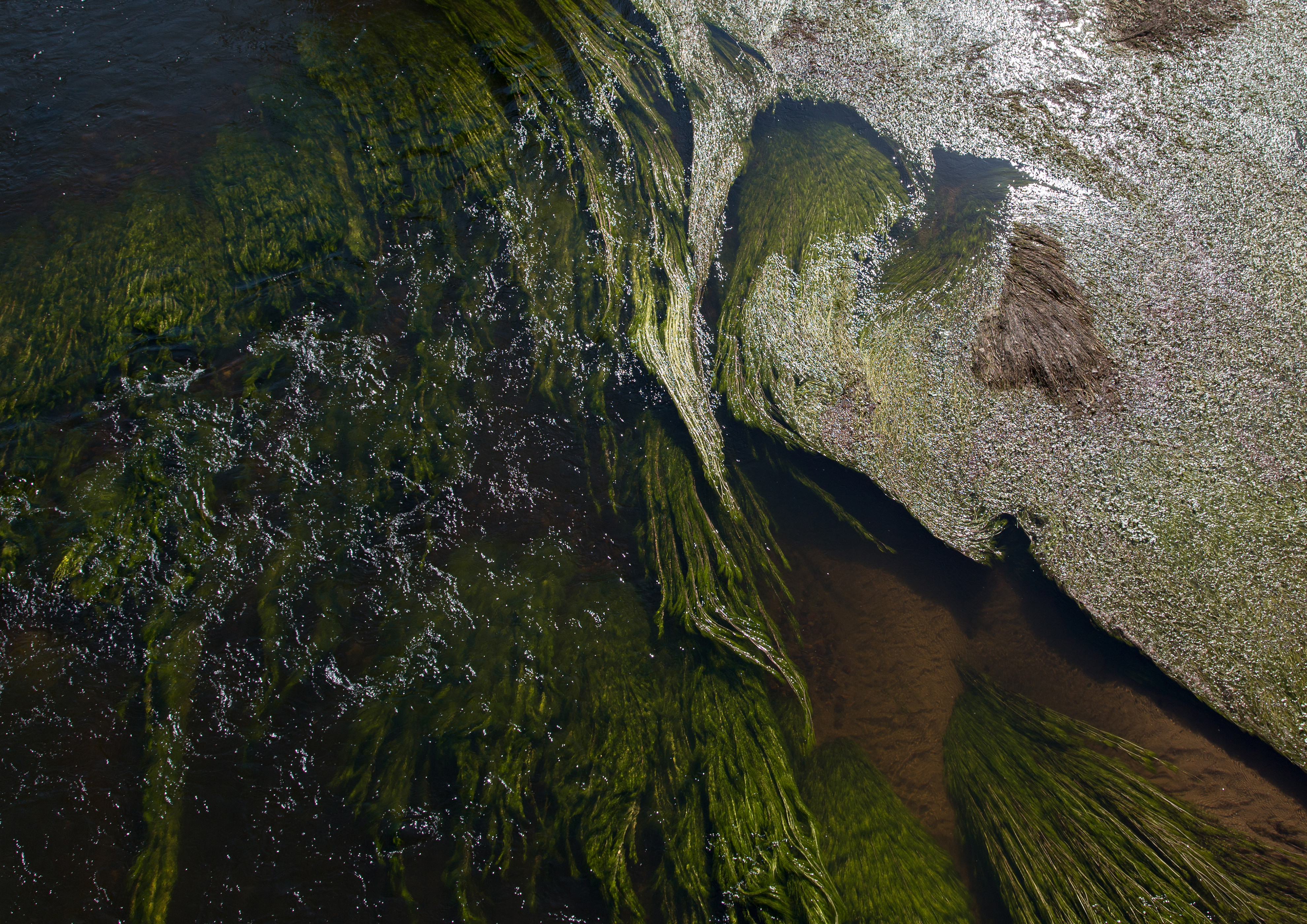 nature, water, waves, glare, wavy, seaweed, algae High Definition image
