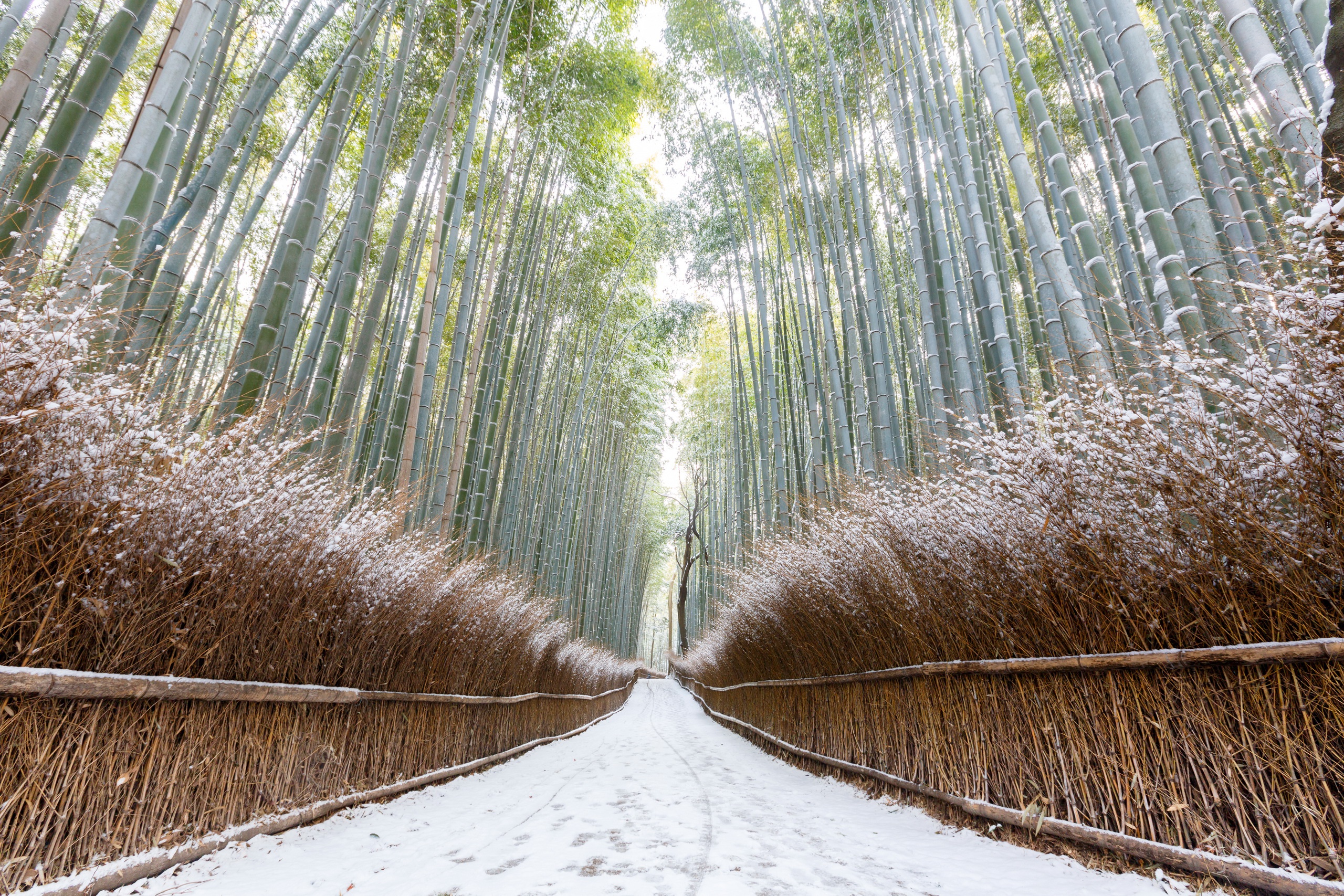 Бамбуковый зимний лес