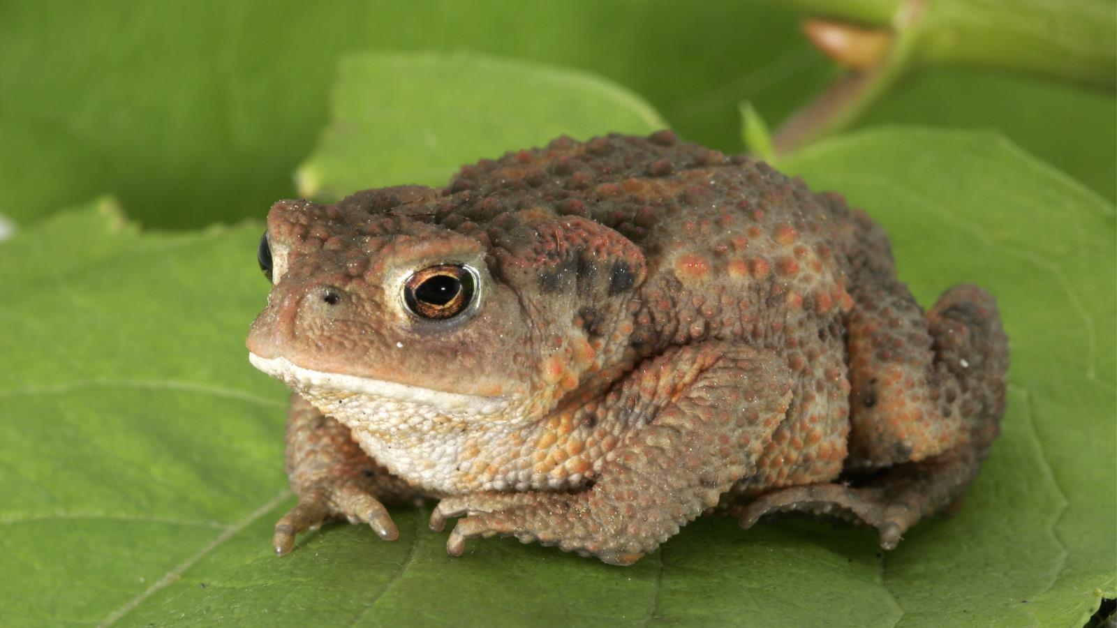 animal, toad High Definition image