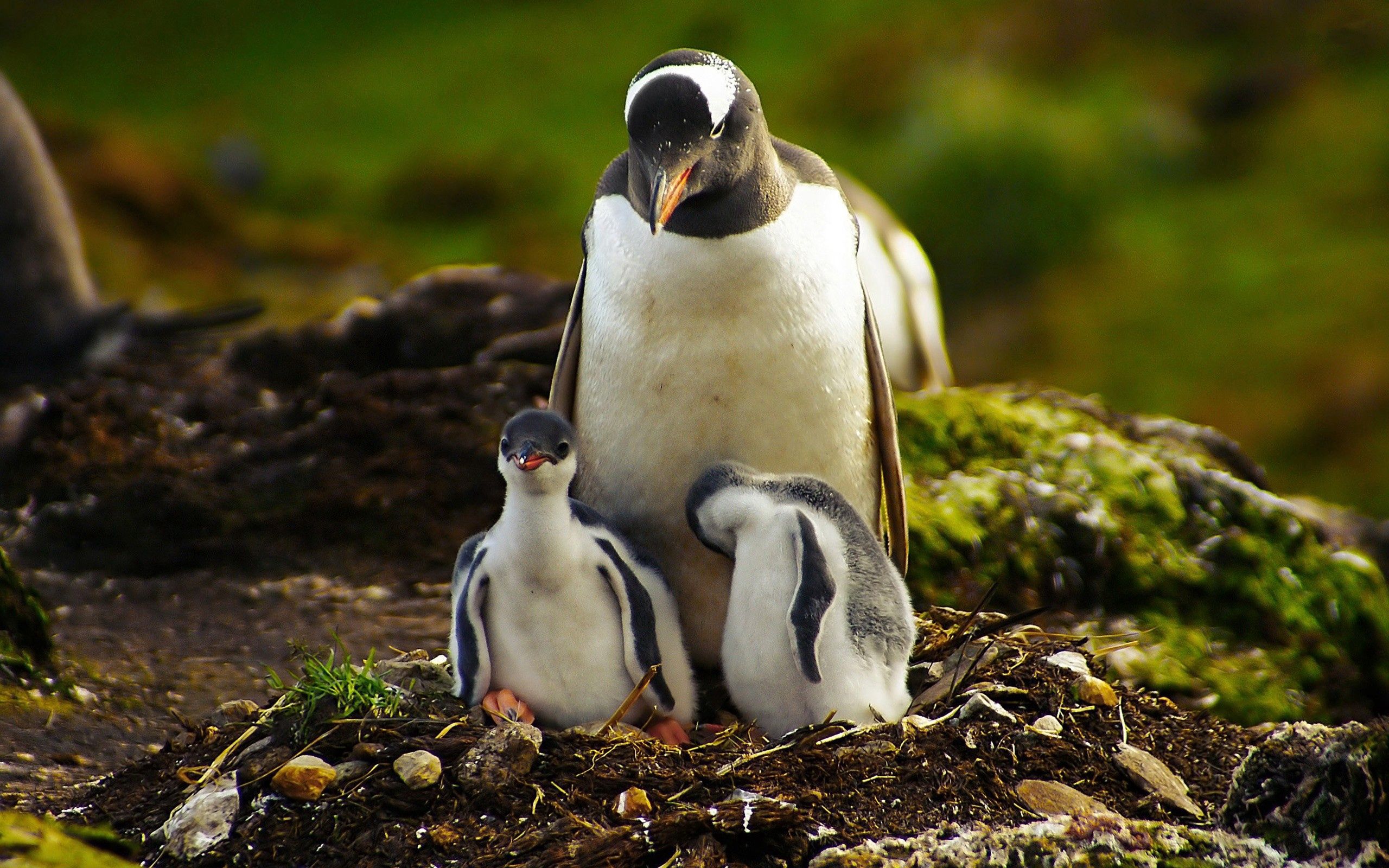 87264 скачать обои пингвины, трава, животные, птицы, пара - заставки и картинки бесплатно