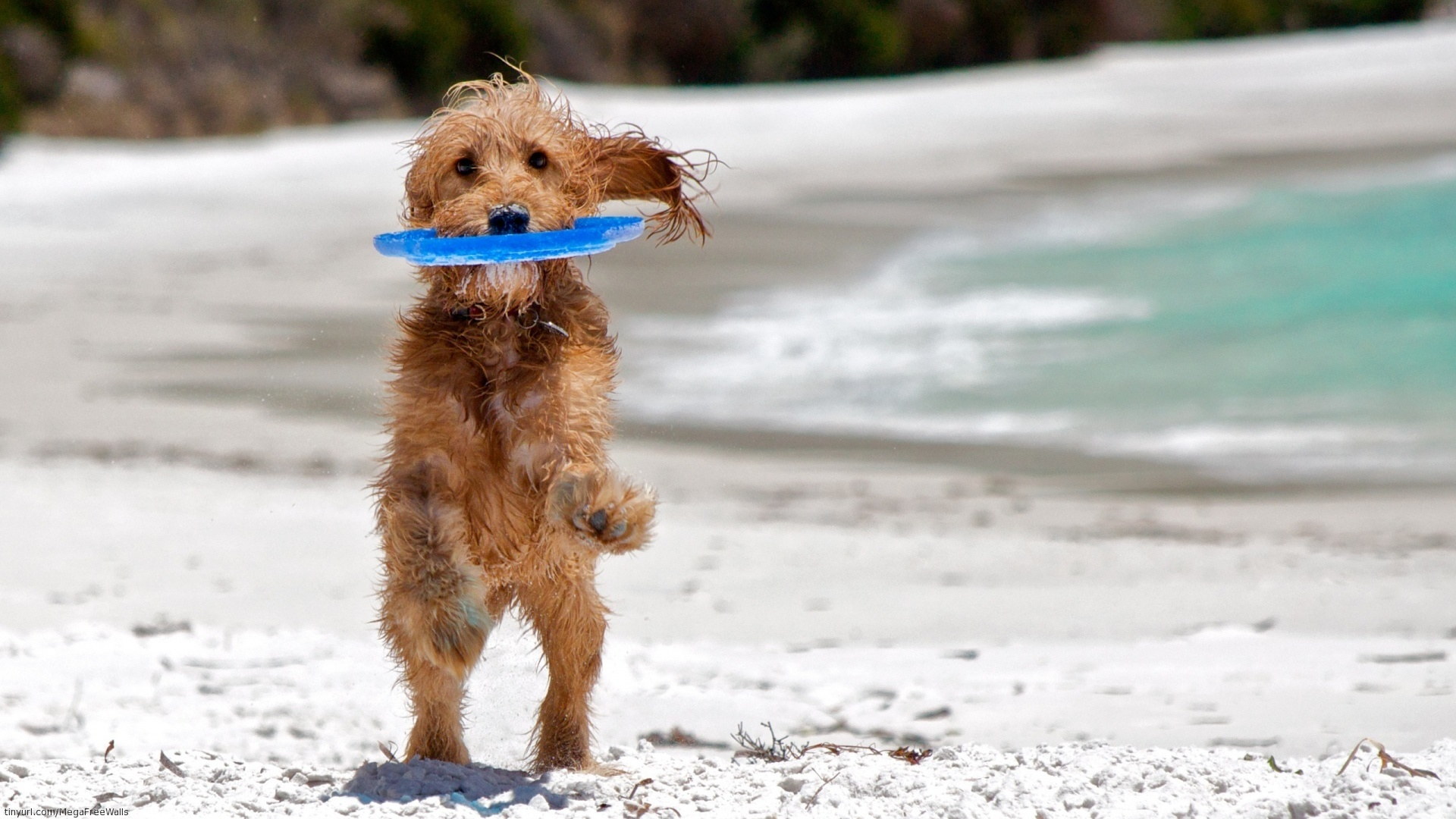 Free download wallpaper Beach, Sand, Dog, Animal, Cute on your PC desktop