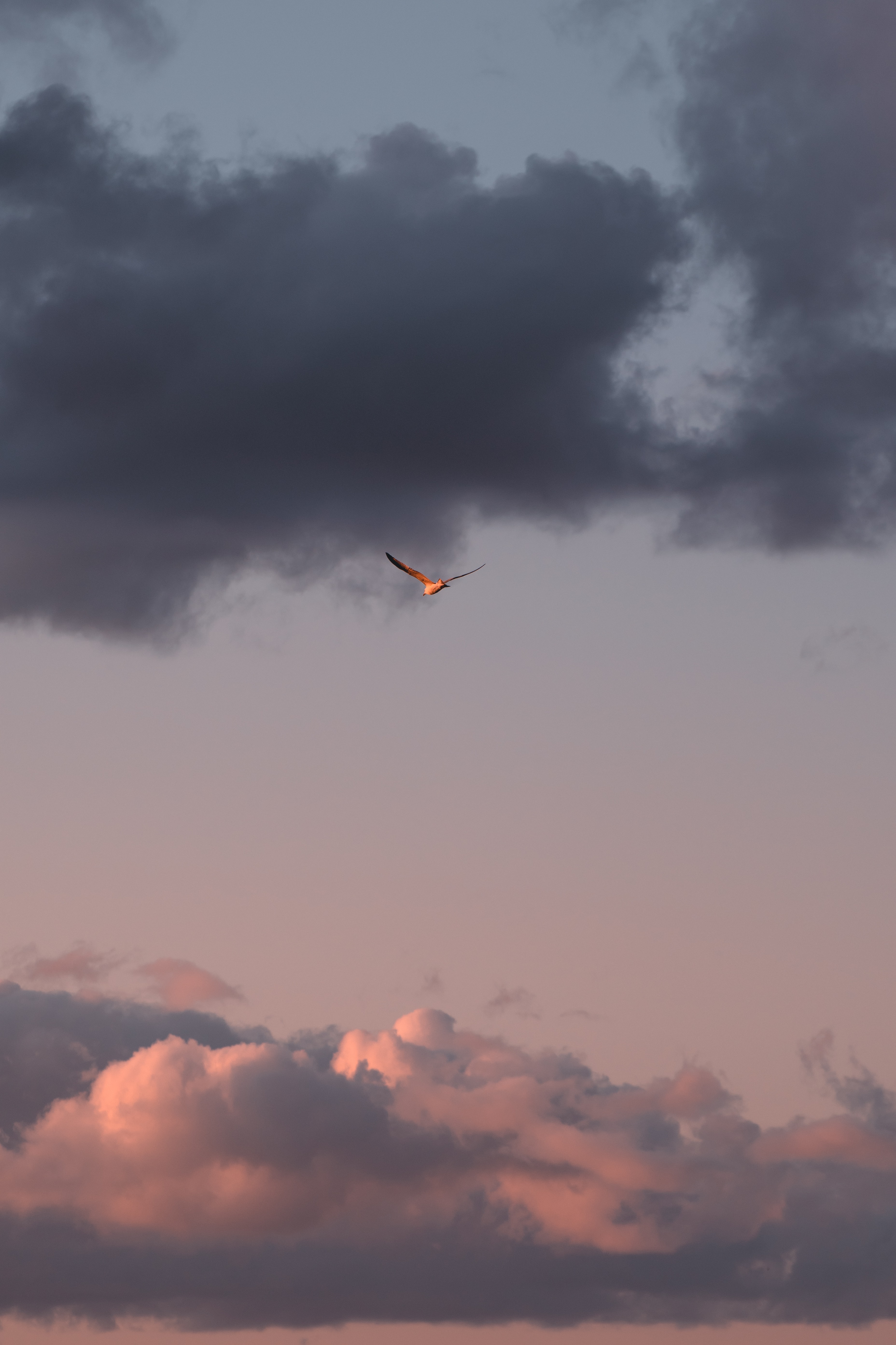 minimalism, sky, clouds, bird, flight, wings