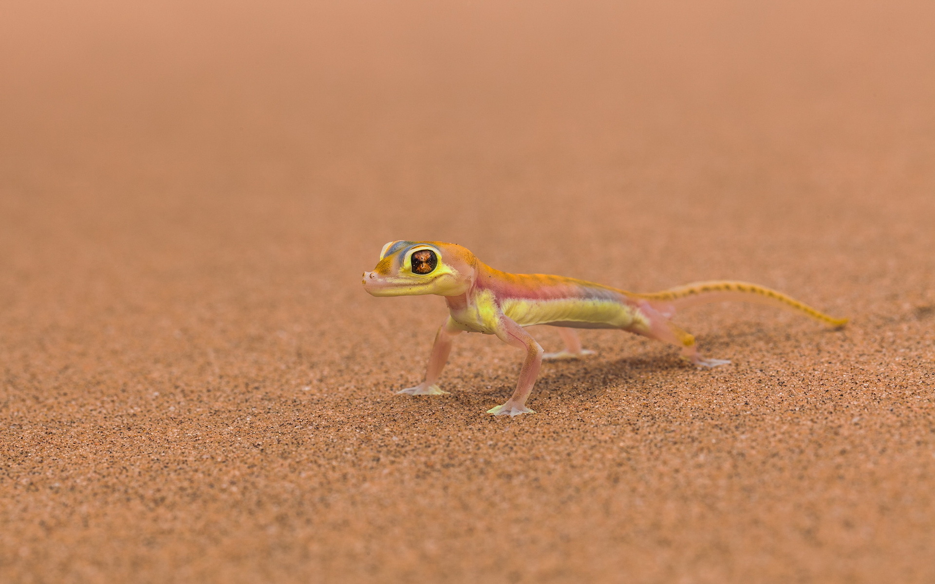 Gecko Tablet HD picture