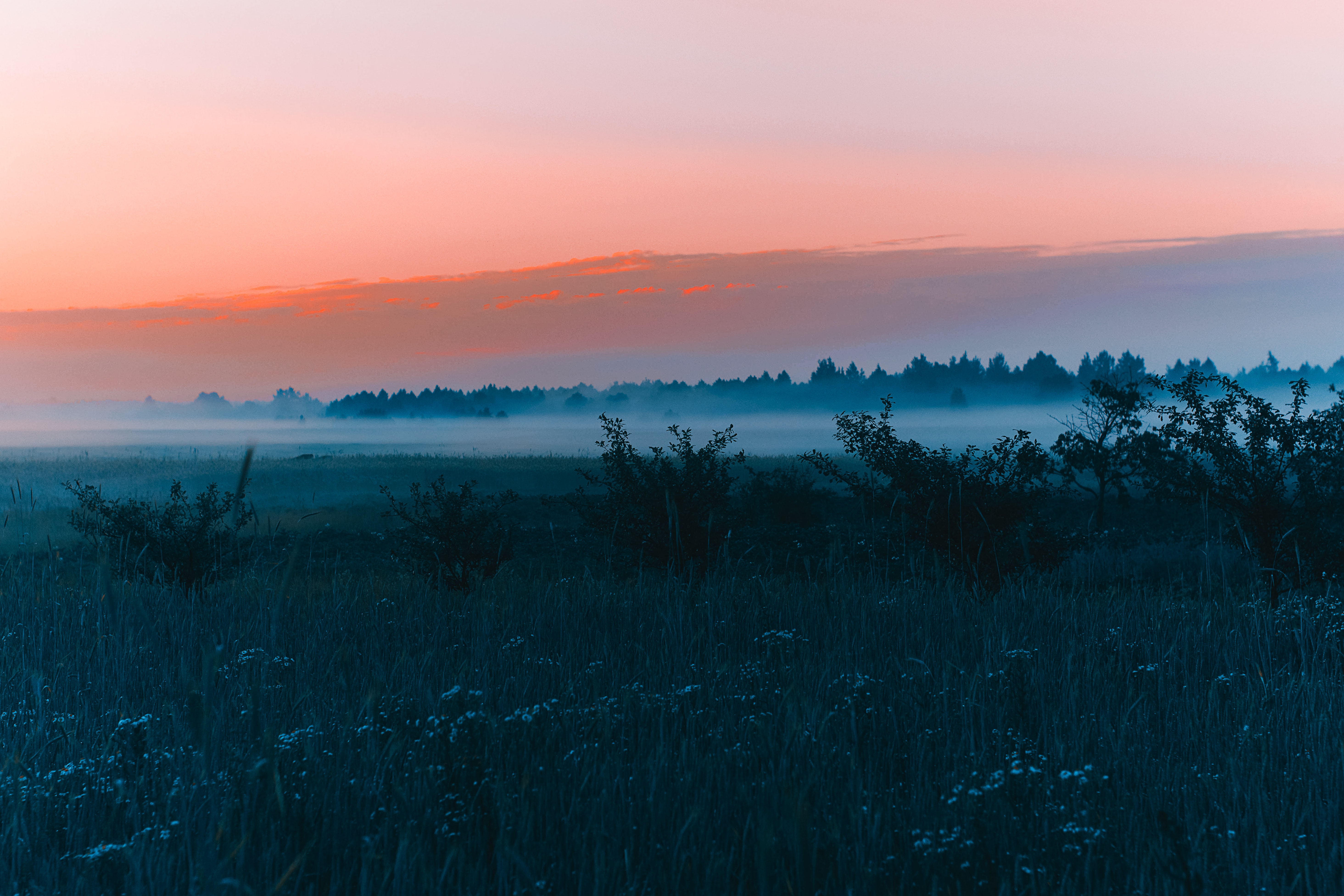 Там над травою. Раннее утро в поле. Рассвет туман. Лес перед рассветом. Раннее утро перед рассветом.