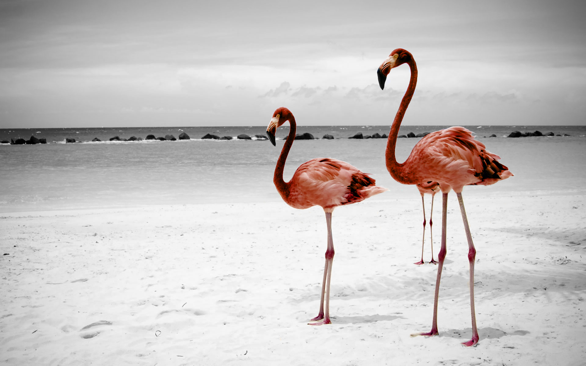 animal, flamingo, birds 32K