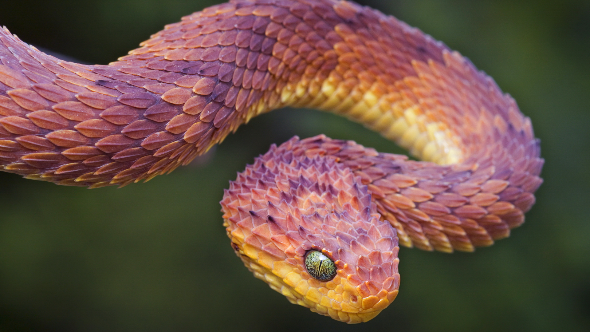 snake, animal, viper, reptiles 1080p