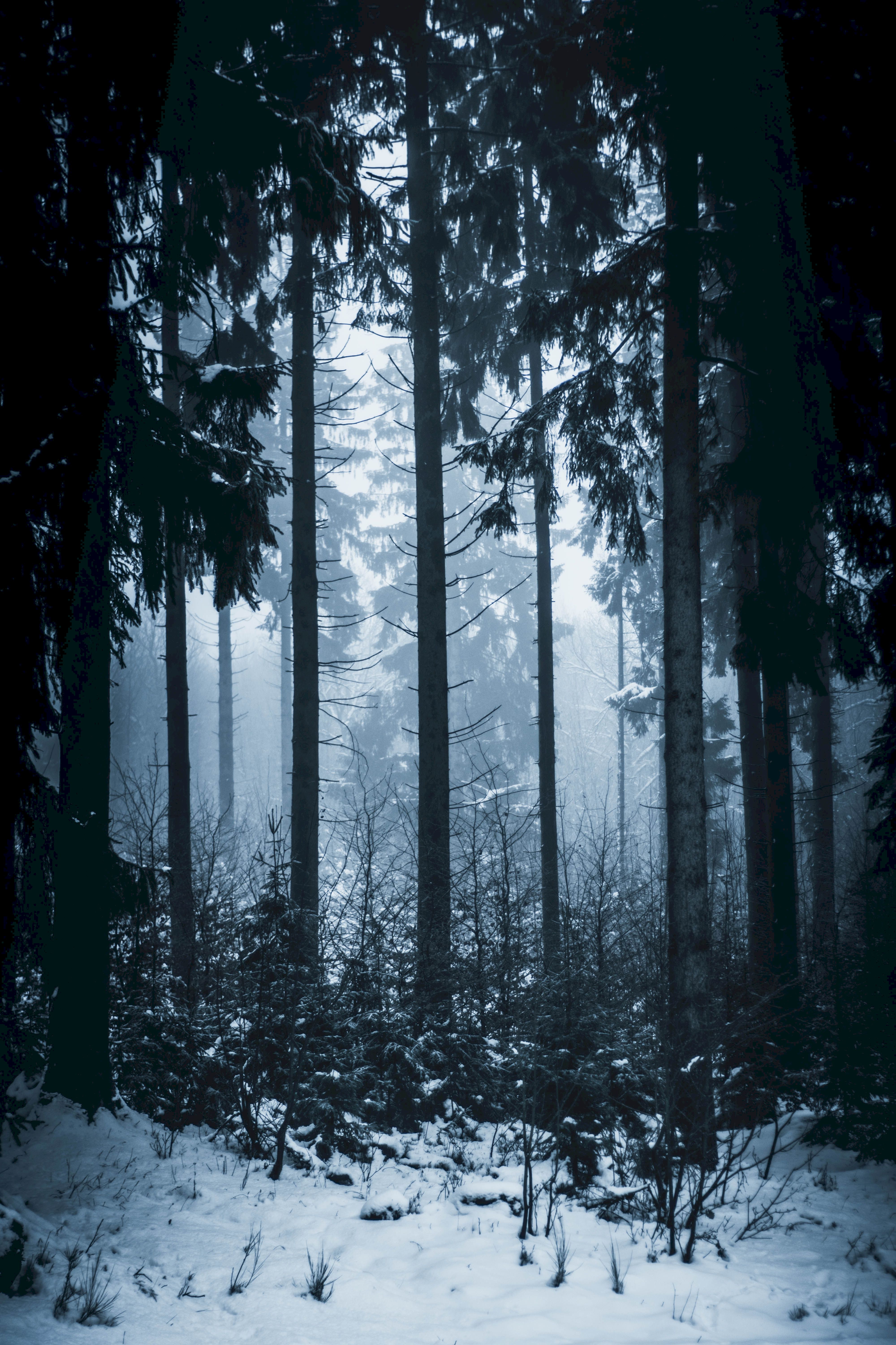 Скачать картинку Деревья, Туман, Природа, Зима, Лес в телефон бесплатно.