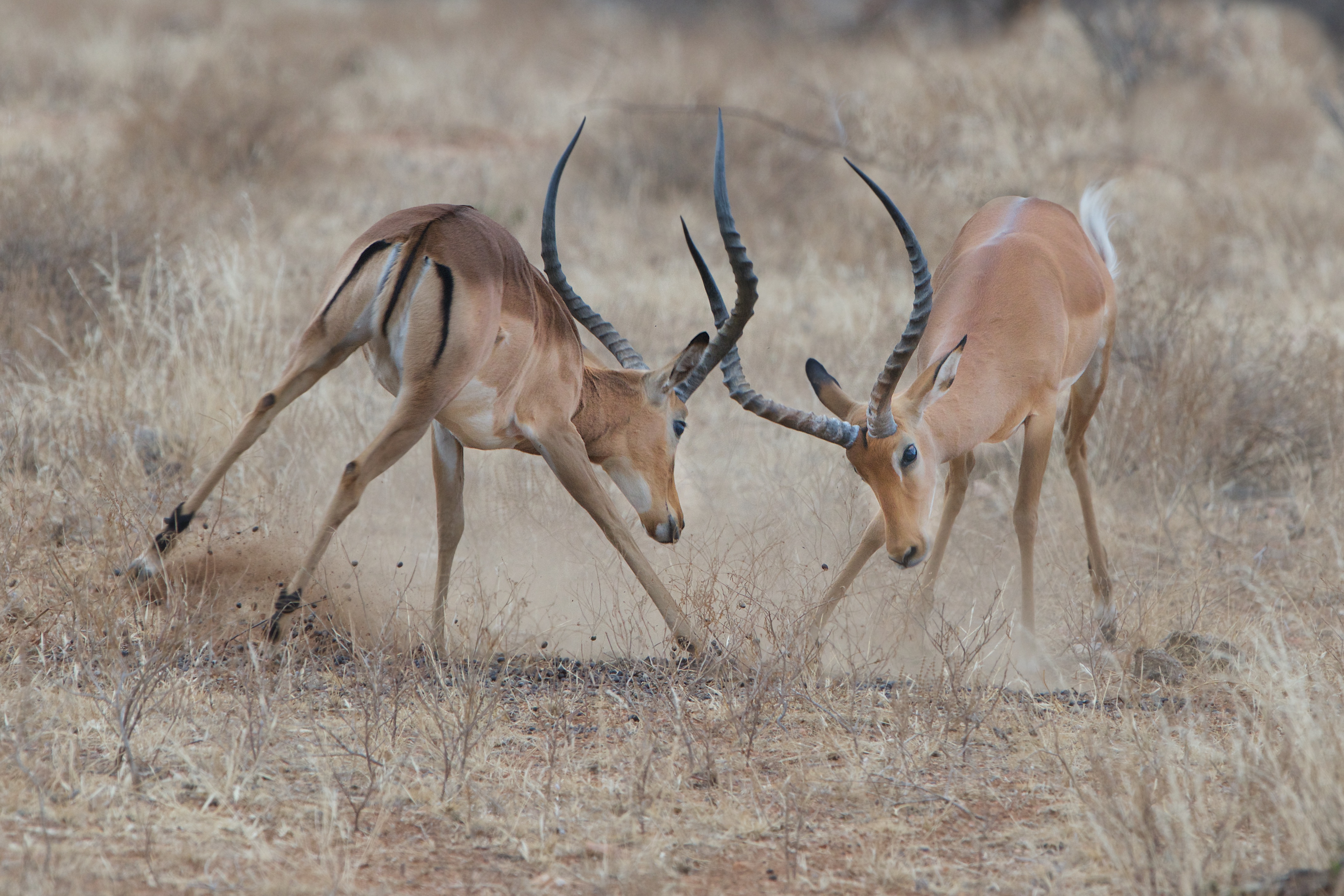animal, impala, antelope, fight