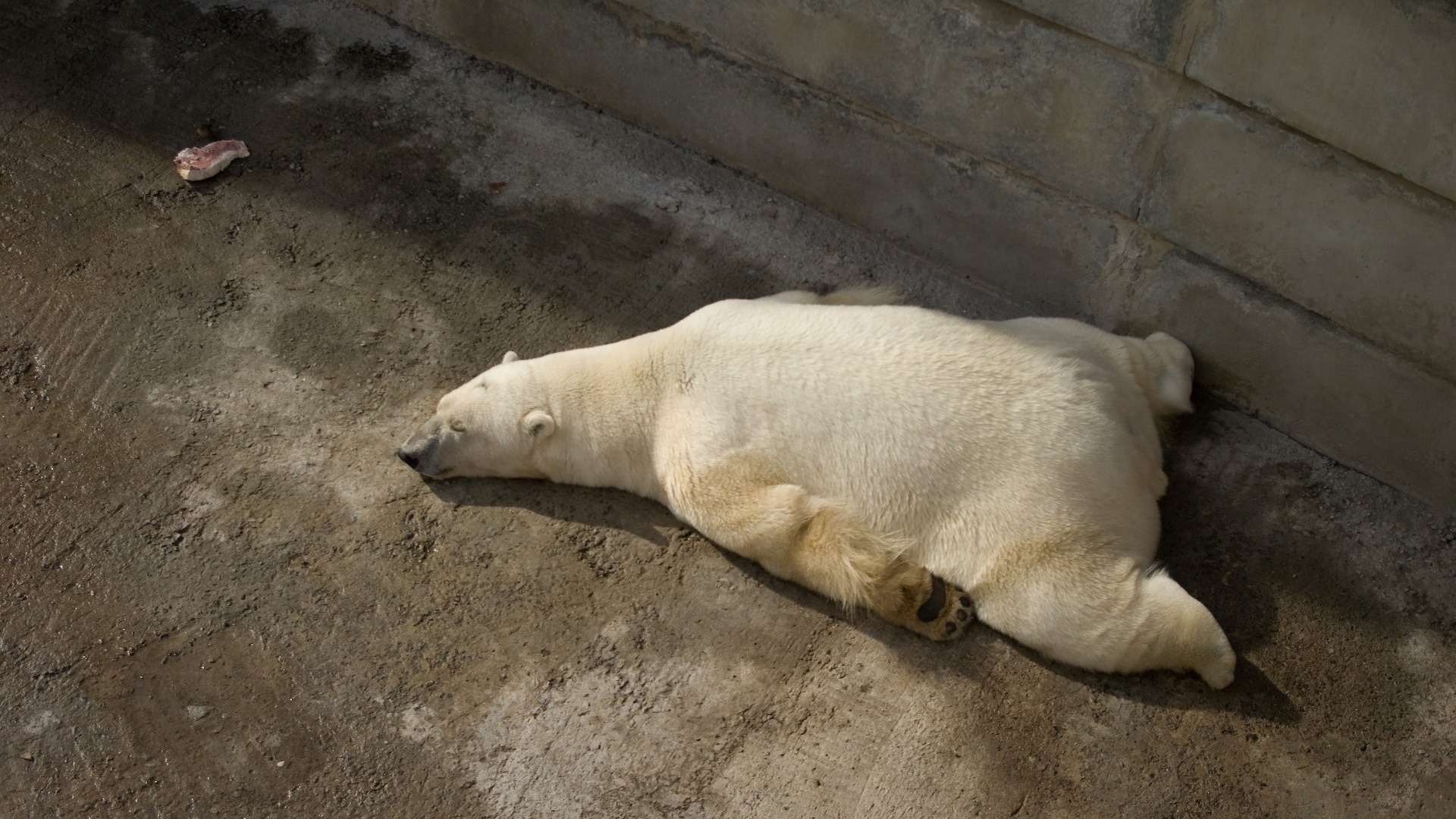 173992 baixar imagens animais, urso polar, ursos - papéis de parede e protetores de tela gratuitamente