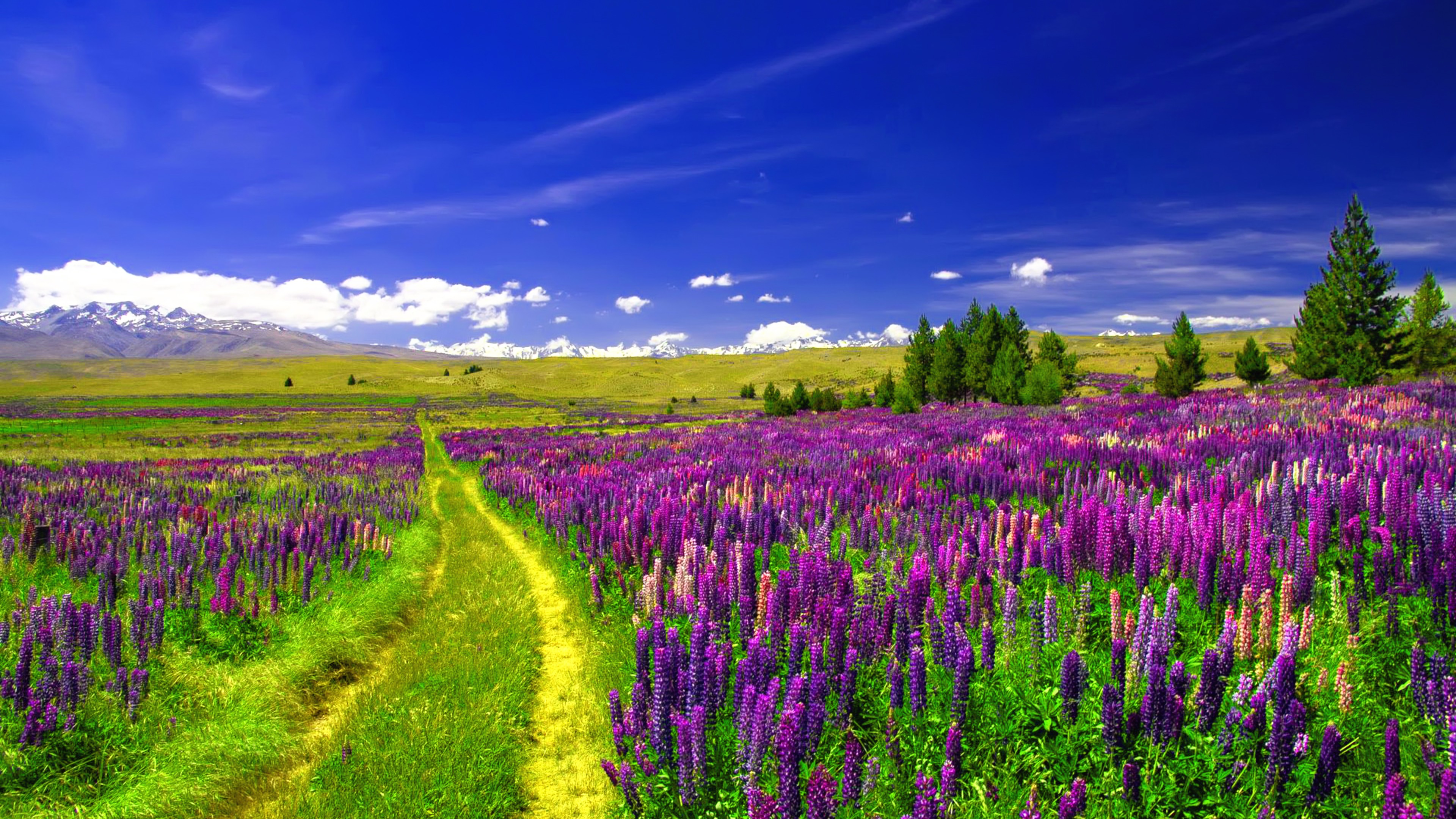 lupine, purple flower, landscape, earth, field, flower, path cell phone wallpapers