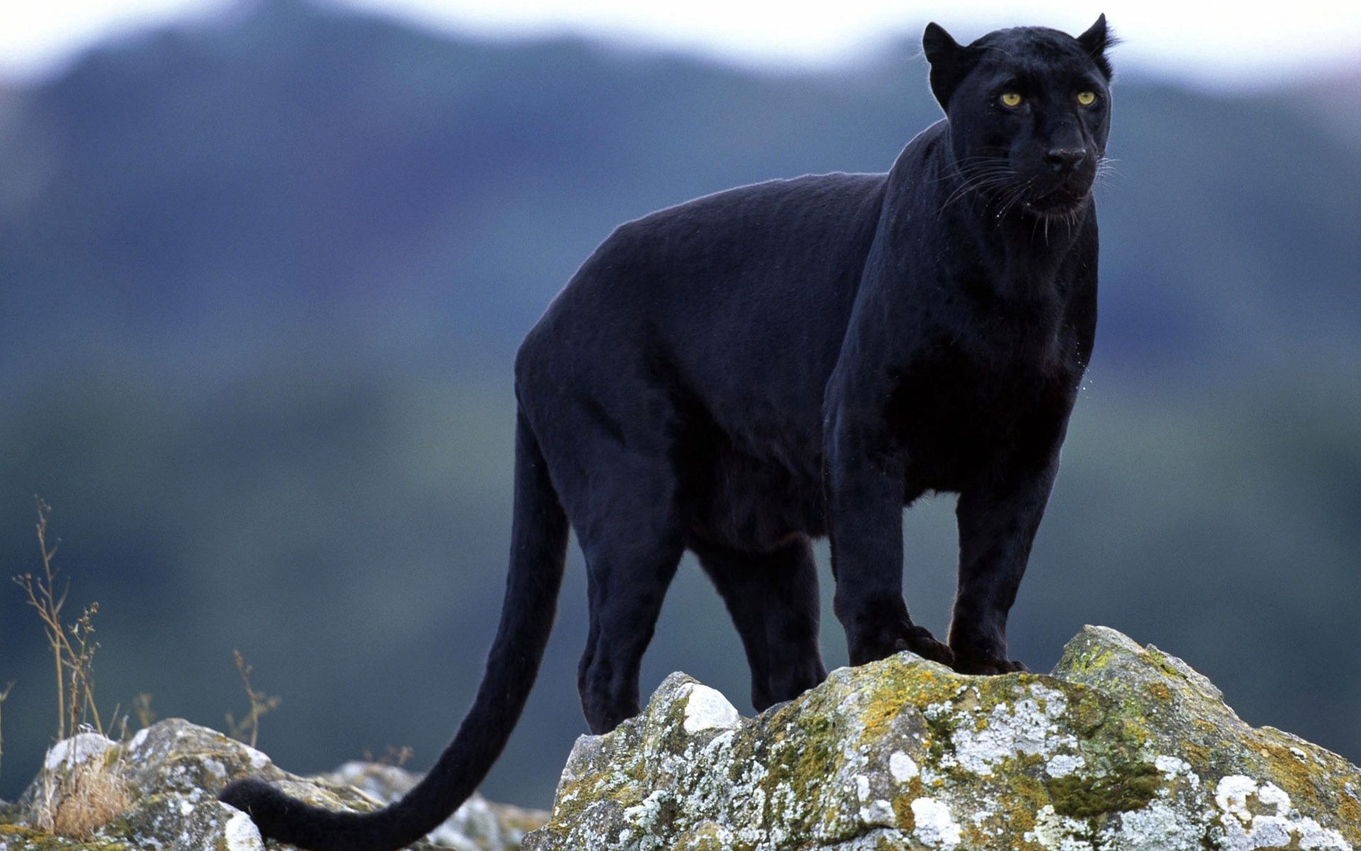 panther, animals, stones, big cat, color, moss mobile wallpaper