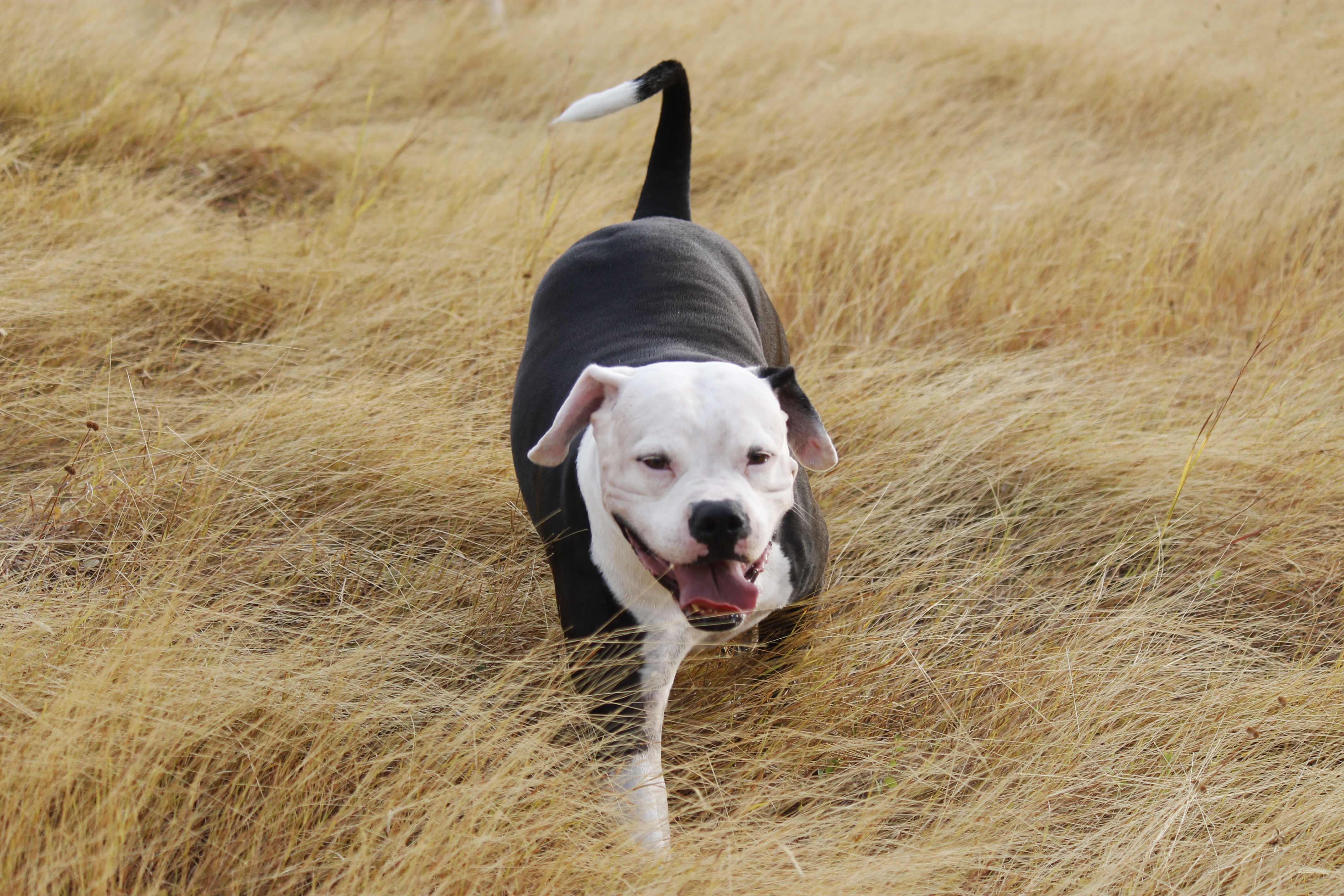 animals, grass, dog, stroll, pitbull, pit bull Free Stock Photo