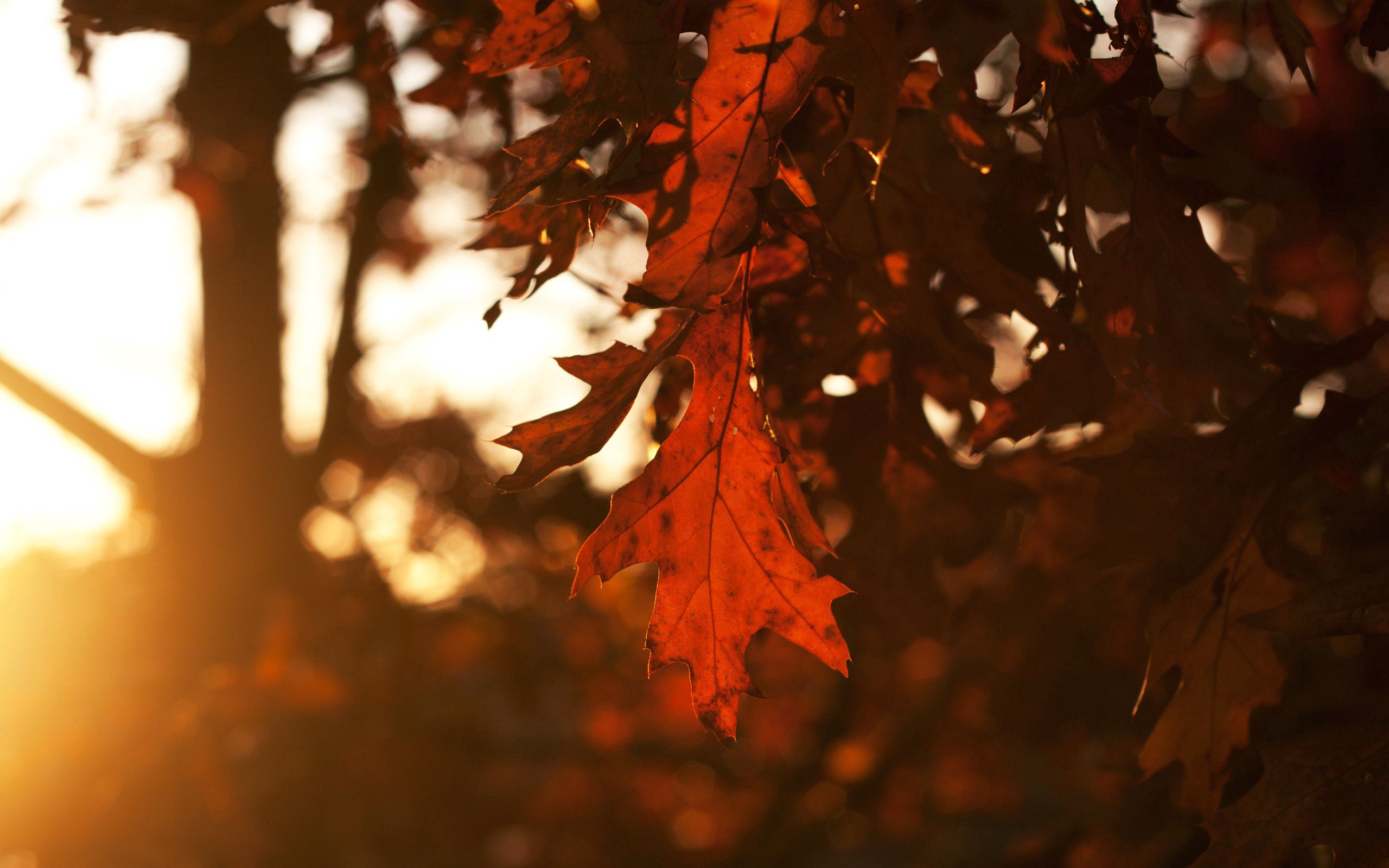 Download PC Wallpaper sheet, trees, autumn, leaves, dark, leaf, oak, season