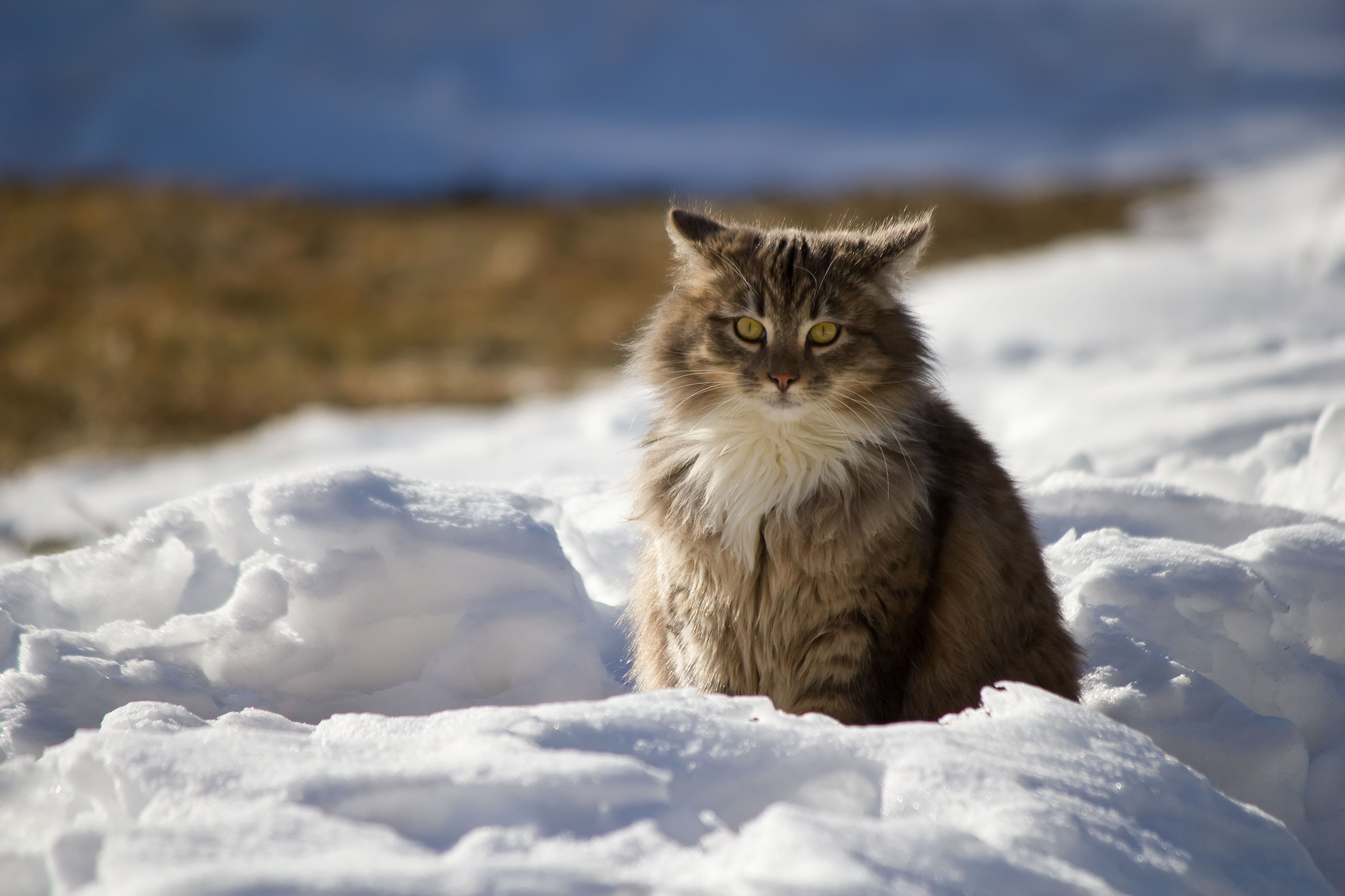 fluffy, winter, animals, snow, cat 1080p