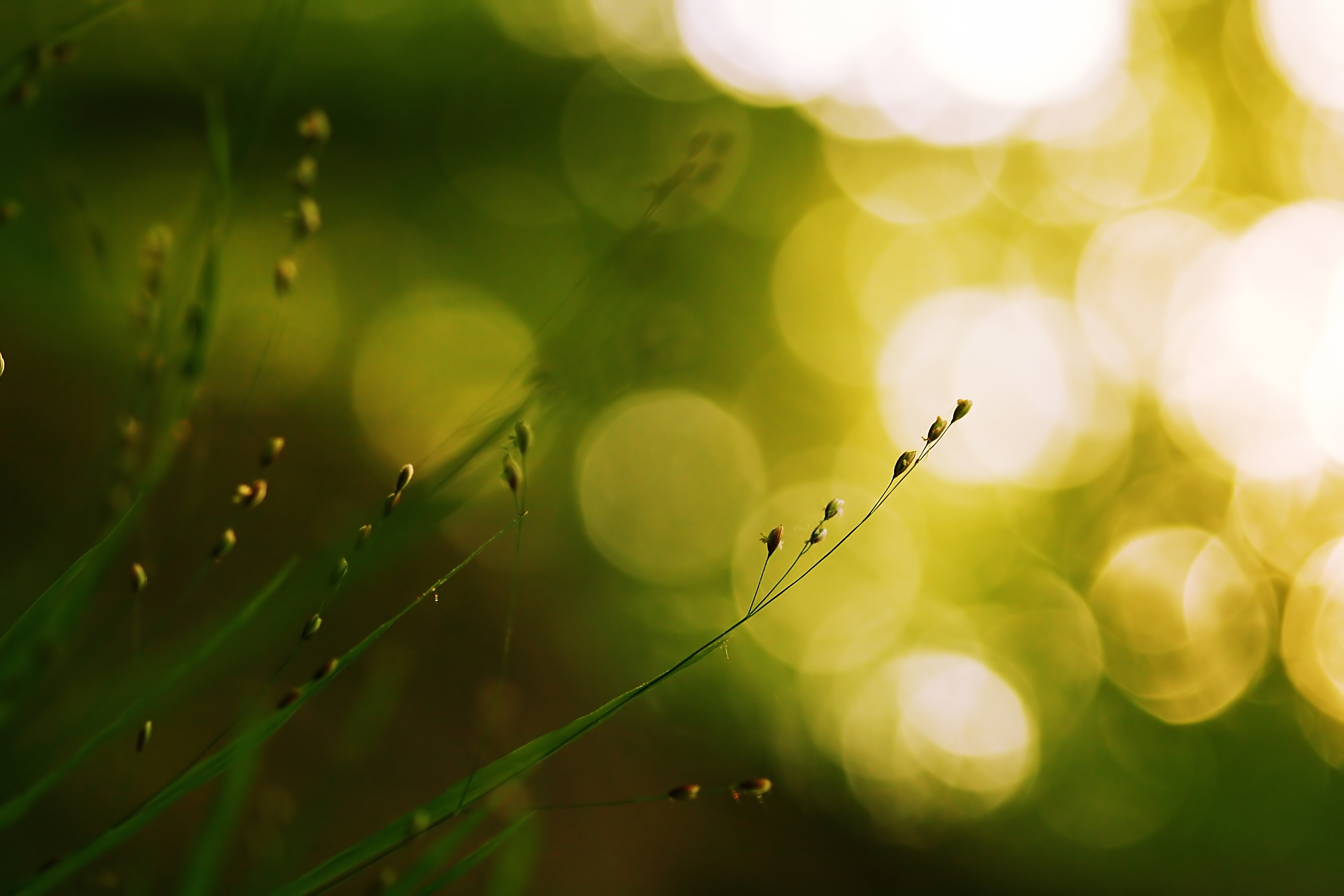 grass, background, macro, glare, circles, blurred, greased phone background