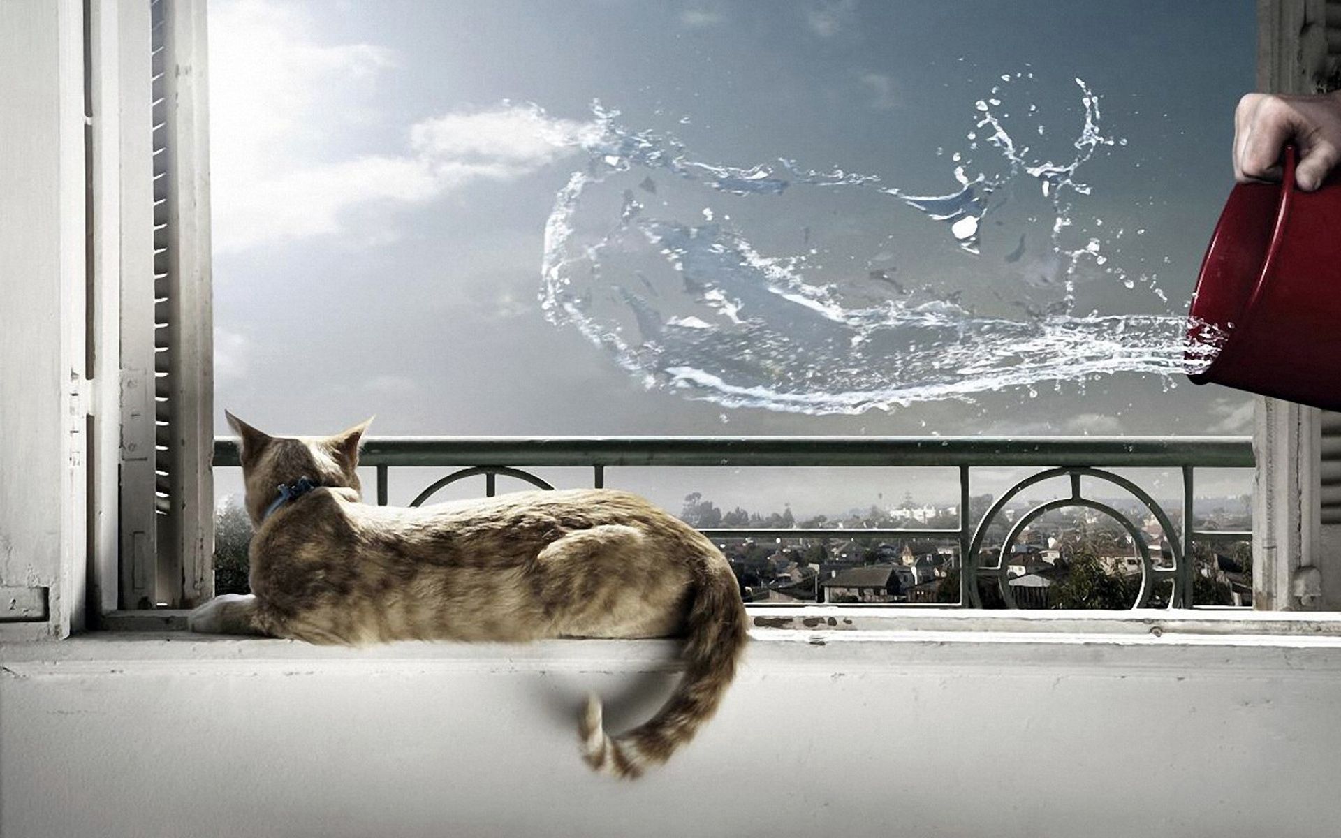 animals, water, cat, to lie down, lie, splash, window sill, windowsill, situation, bucket
