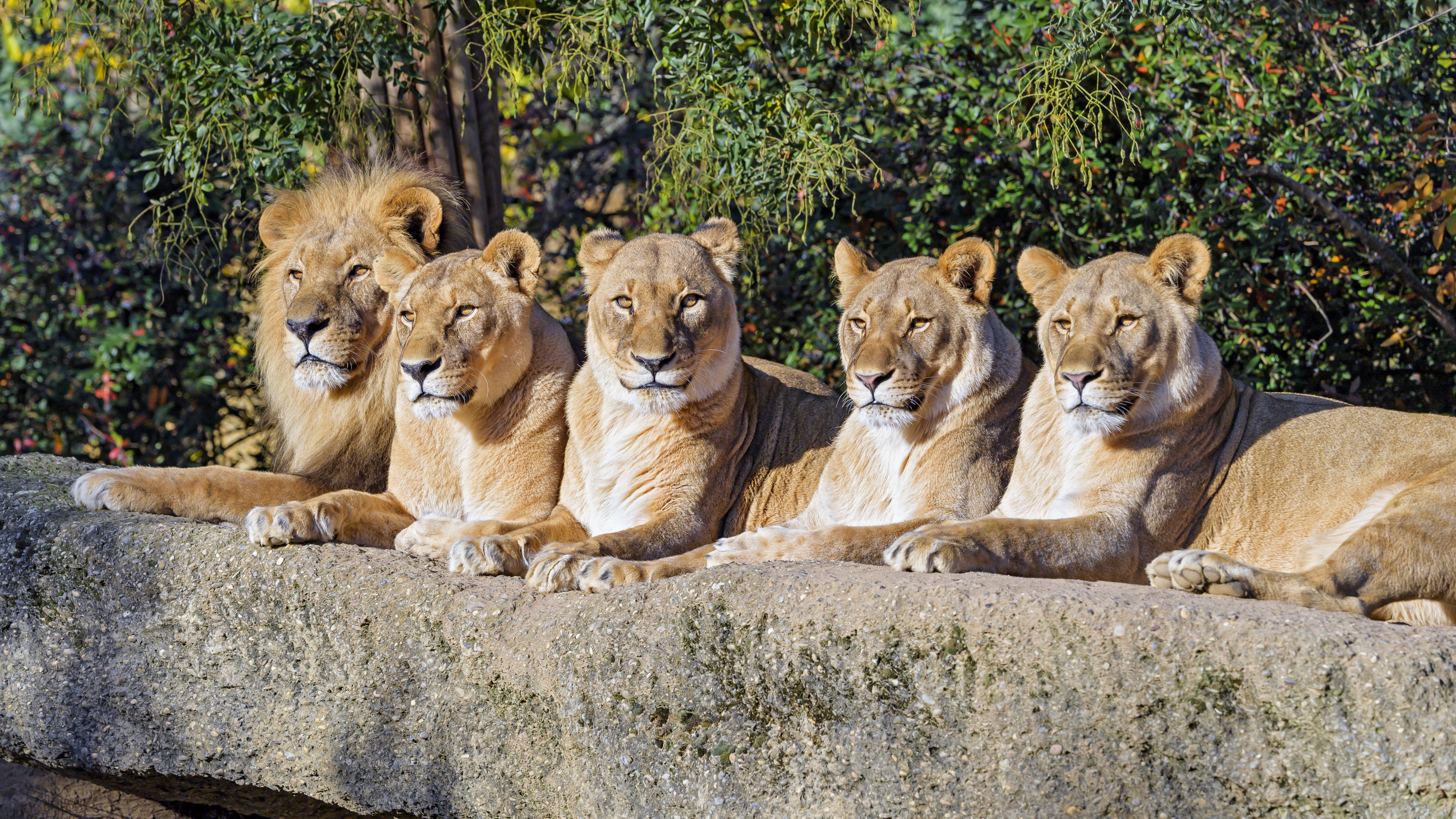 Download PC Wallpaper wildlife, animals, lions, predator, big cat, animal