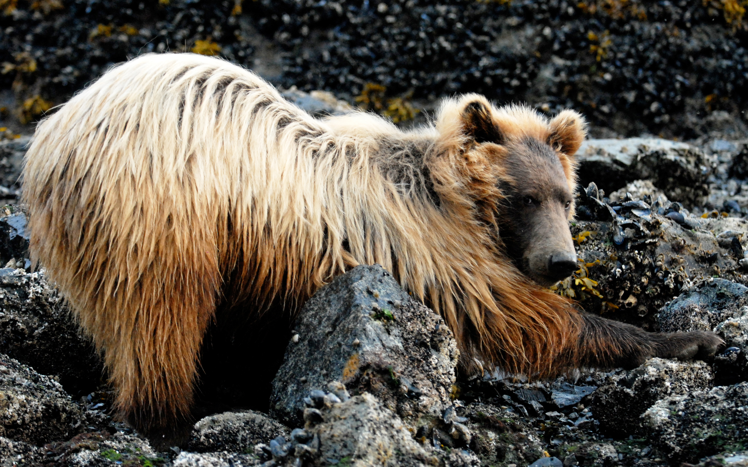 Bear bush