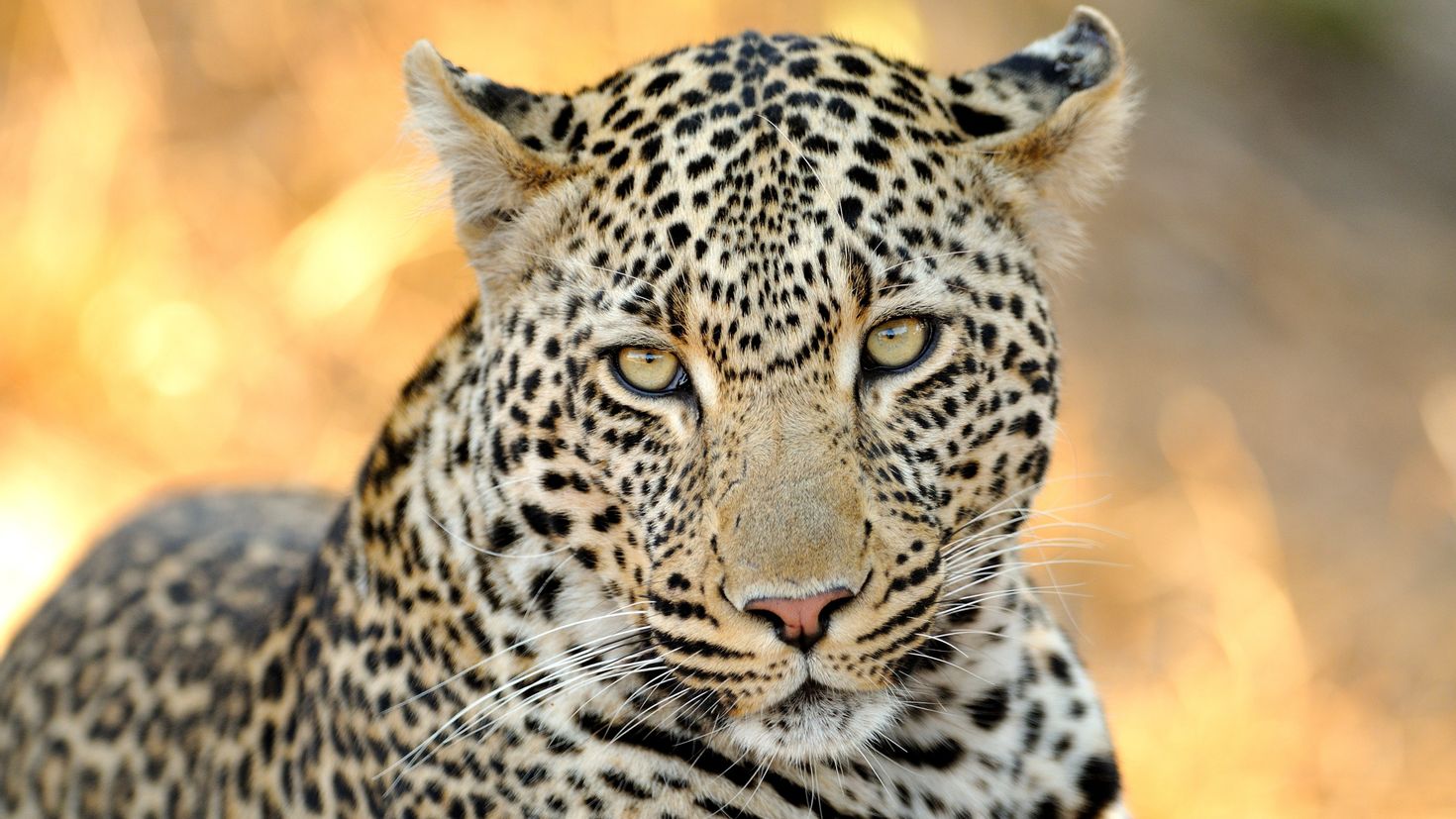 Переднеазиатский леопард портрет