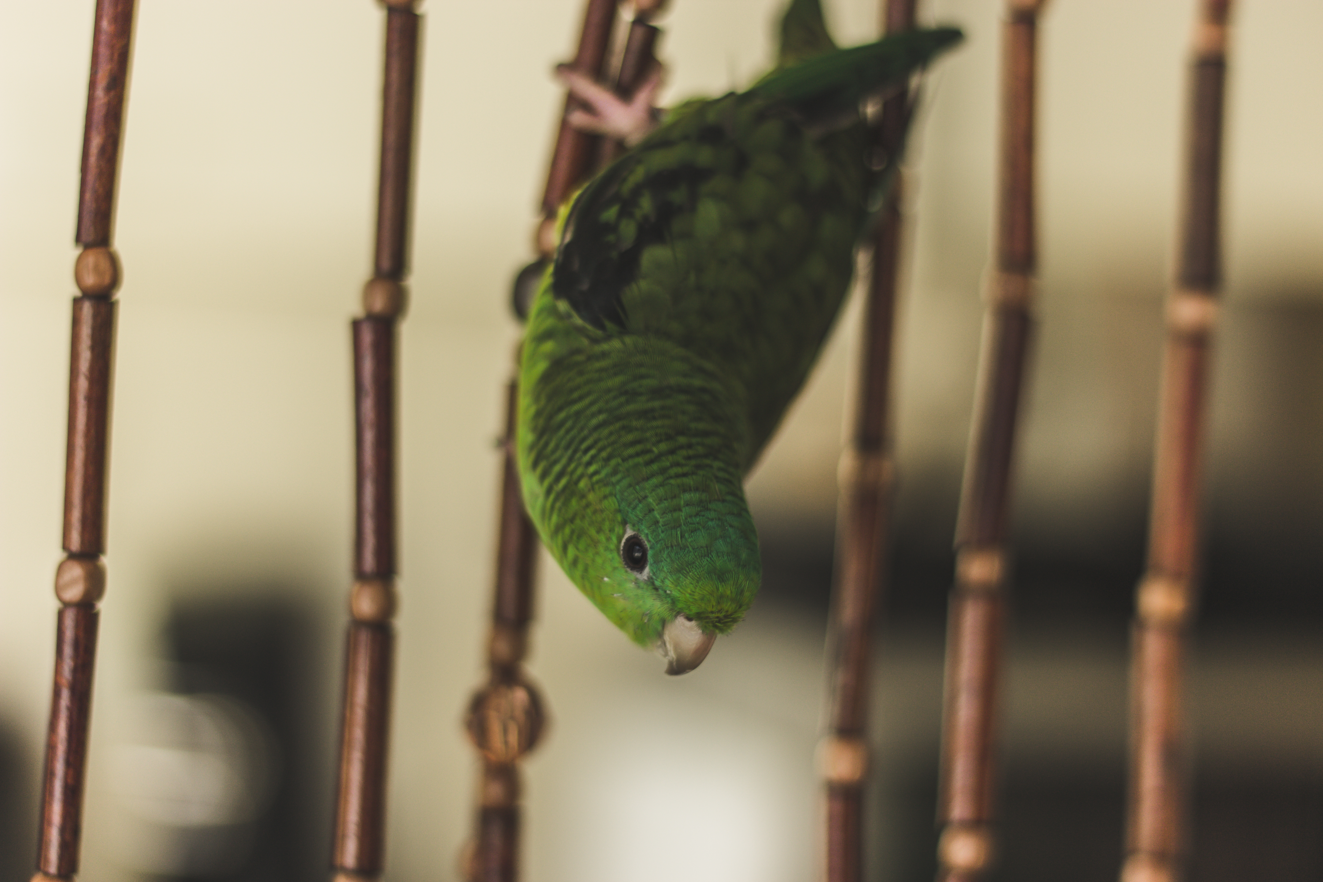 green, animals, parrots, bird, cell, cage Phone Background