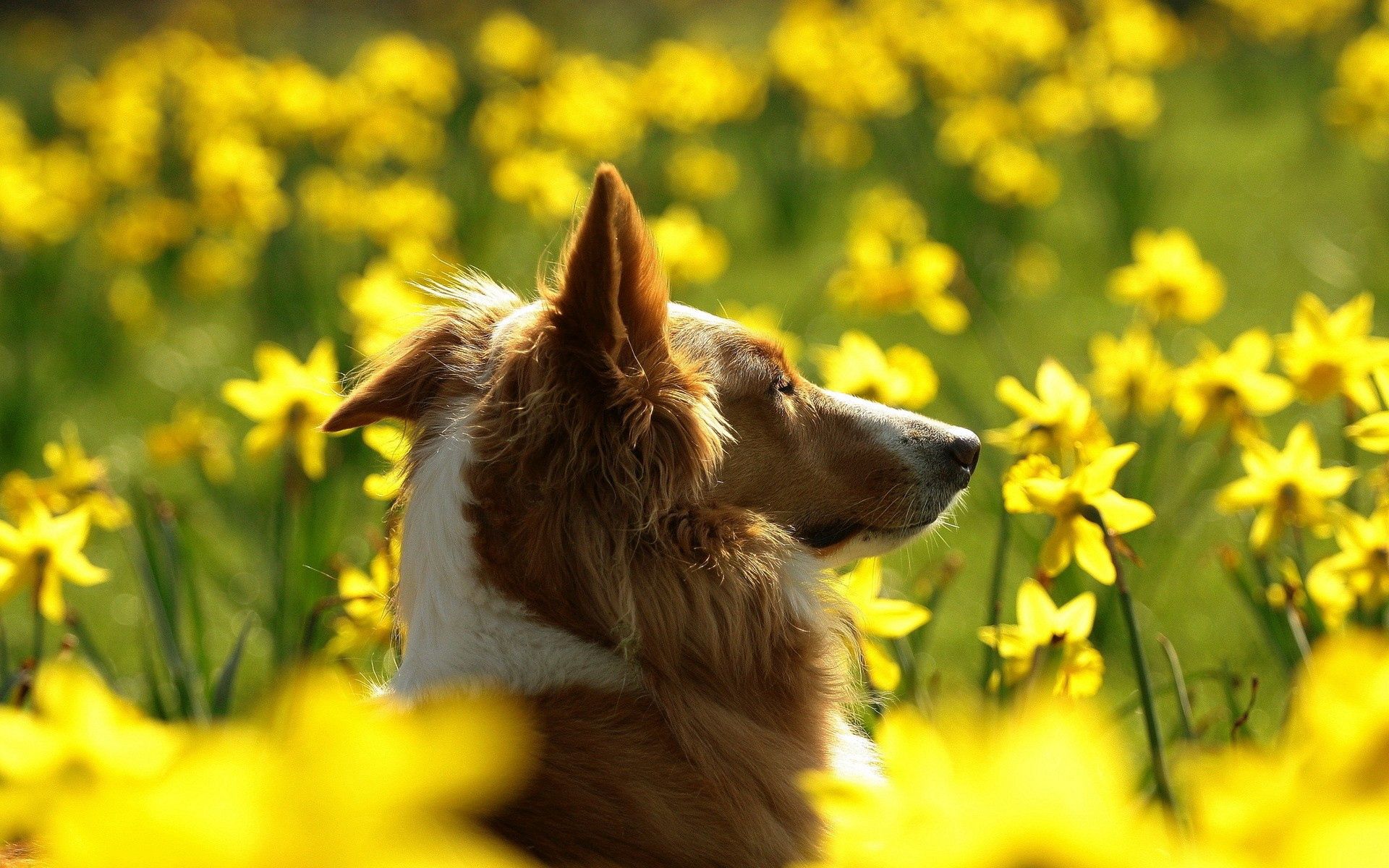 animals, flowers, dog, muzzle, ears, profile, greased, smeared phone background