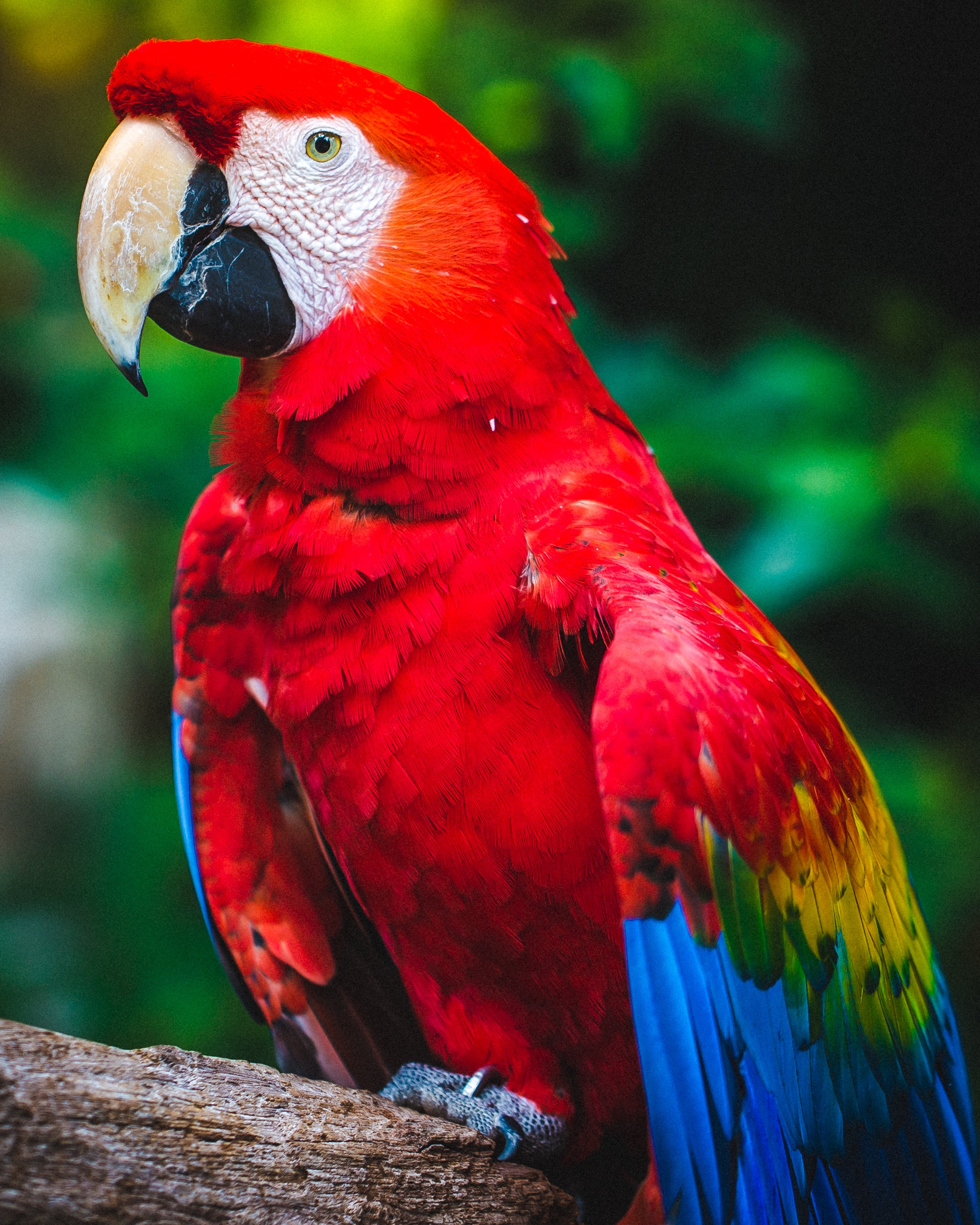parrots, color, bird, red, animals, beak, macaw 4K