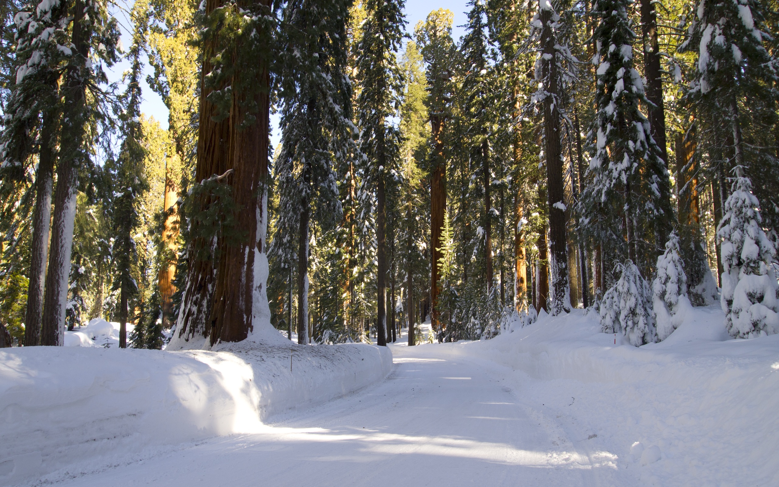 166379 descargar imagen invierno, tierra/naturaleza, california, bosque, carretera, sequioa: fondos de pantalla y protectores de pantalla gratis