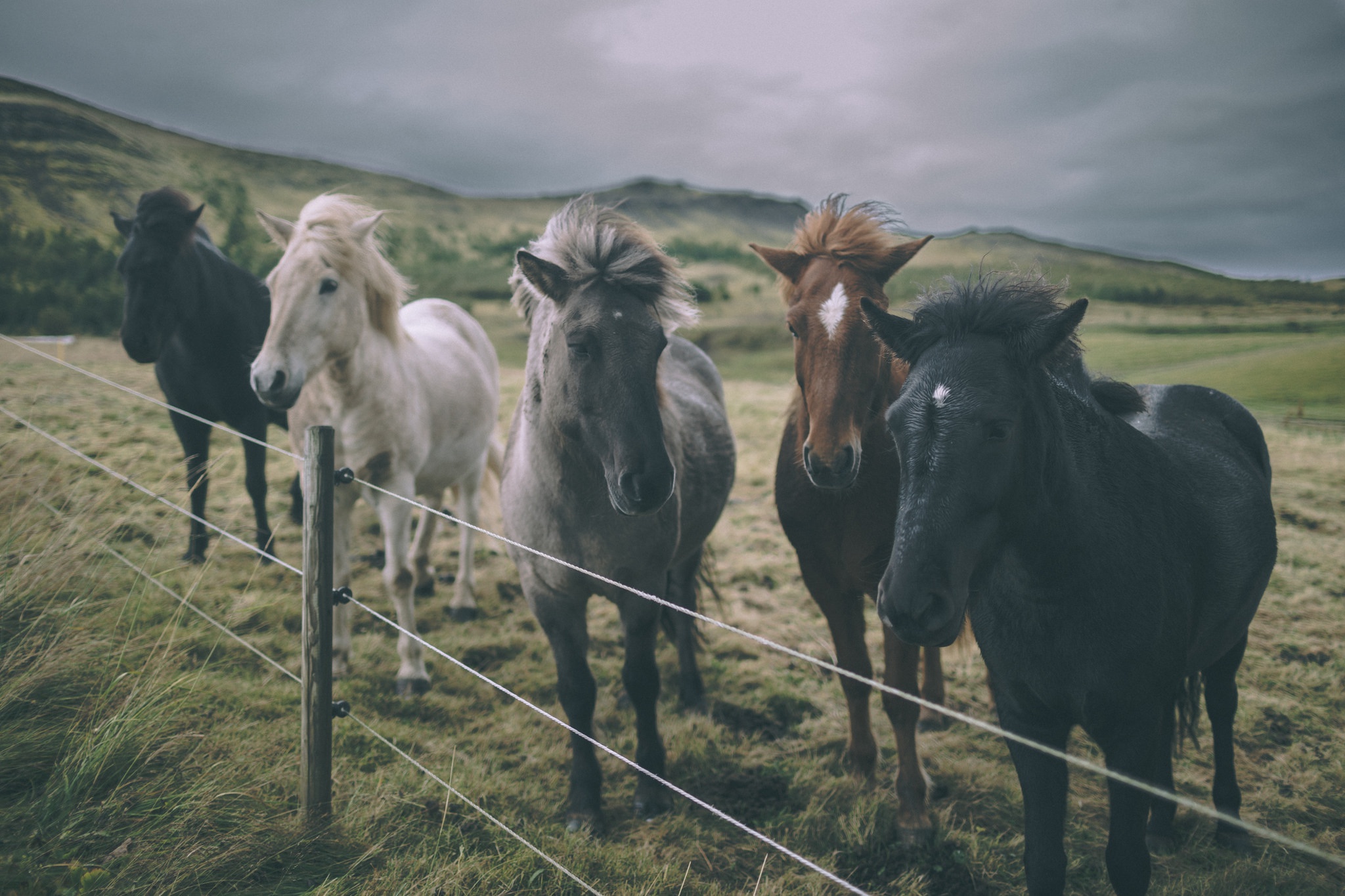 лошади в ирландии