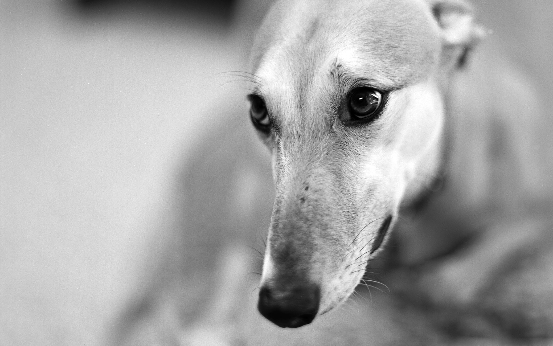 iPhone Wallpapers  Greyhound