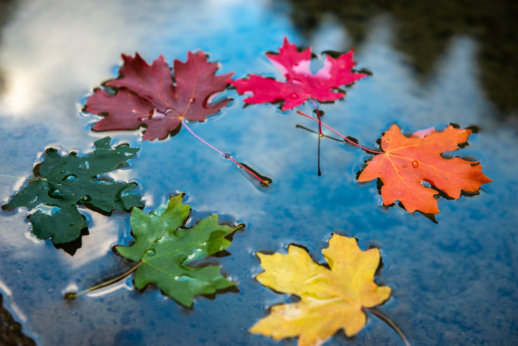 Листья в горячей воде. Осенние листья на воде. Листья в луже. Осенние листья в луже. Осенние листочки на воде.