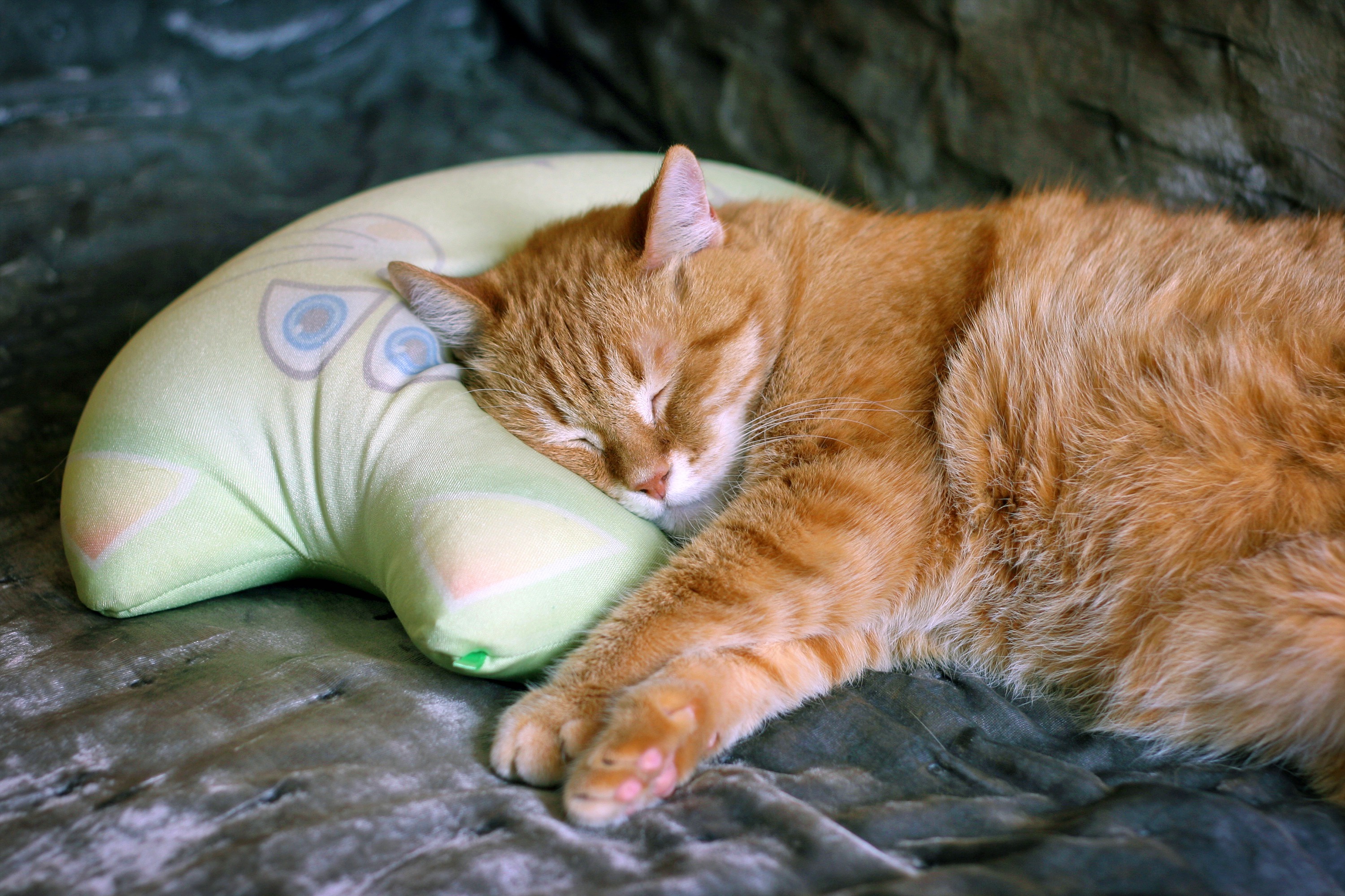 Дикие кошки сон. Спящий кот. Спящие котики.