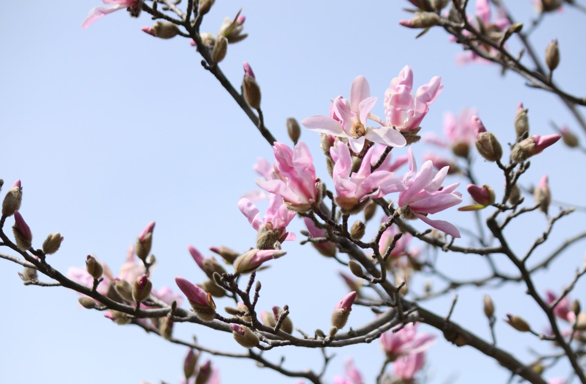 94552 Hintergrundbild herunterladen blumen, sky, geäst, zweige, blühen, blühenden, frühling, magnolie, magnolia - Bildschirmschoner und Bilder kostenlos