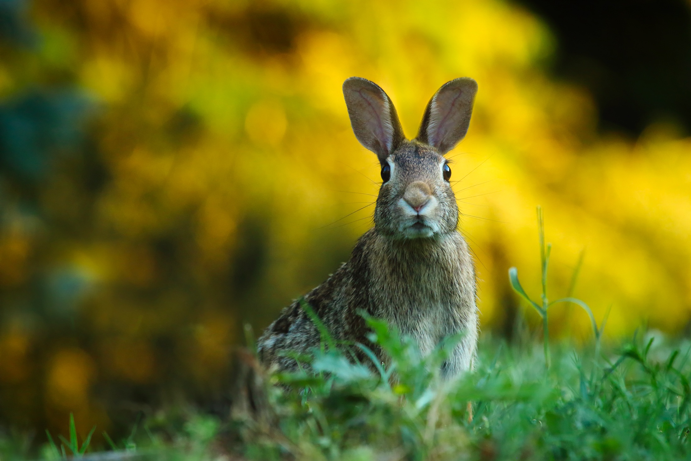1920x1080 Background animal, hare, blur, bokeh, rabbit