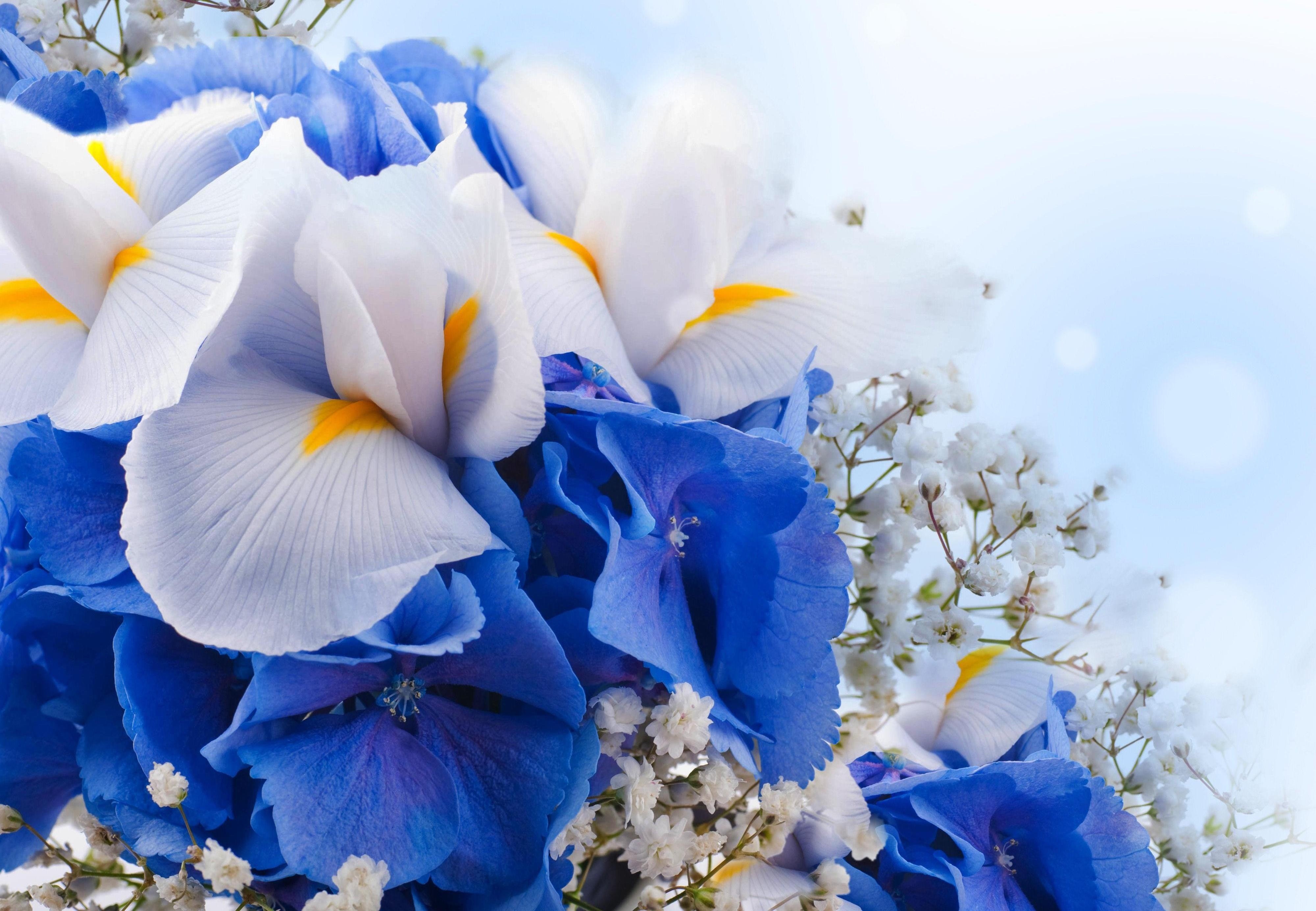 iris, earth, baby's breath, blue flower, white flower, flowers