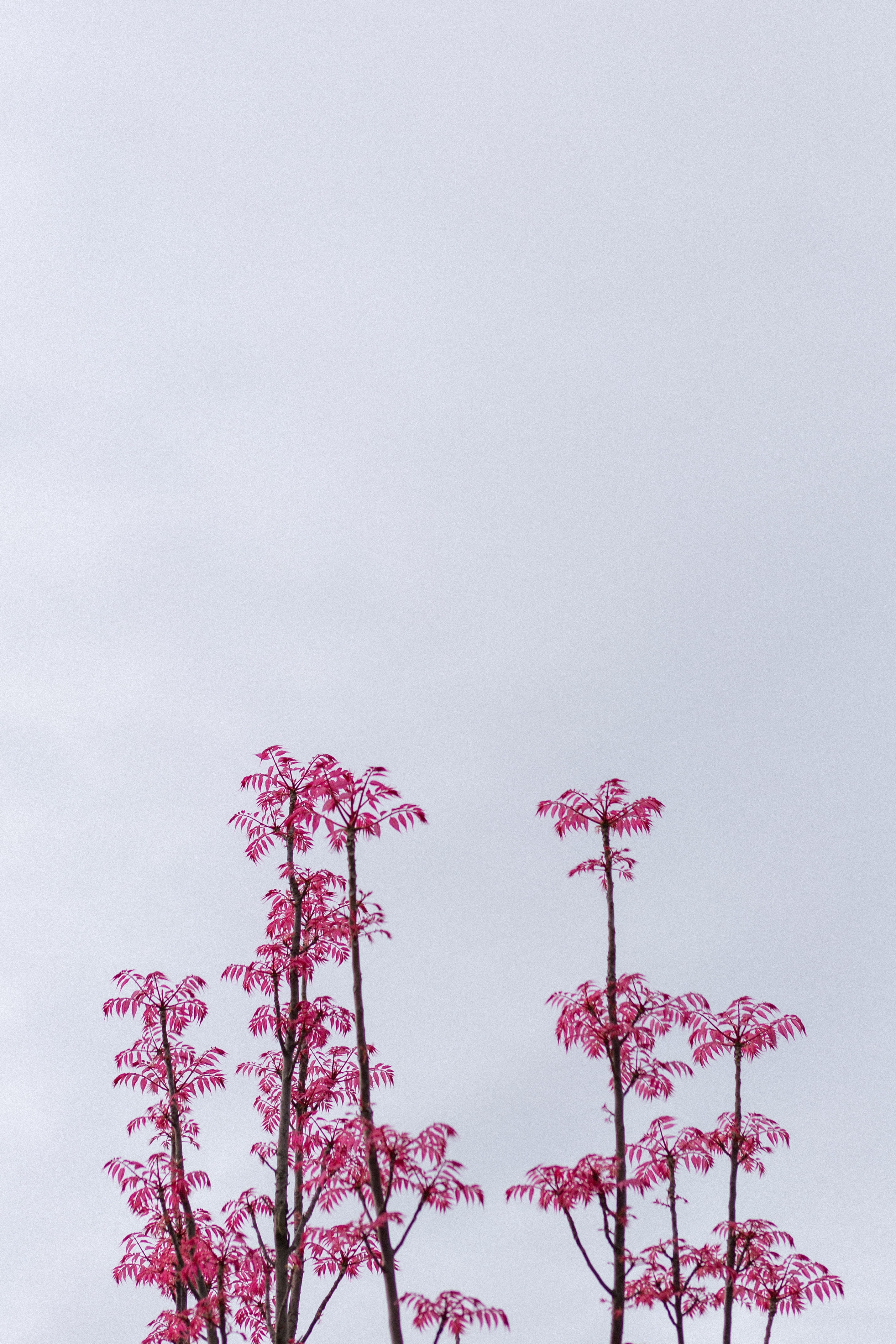 Download mobile wallpaper Branches, Pink, Sky, Bush, Leaves, Nature for free.