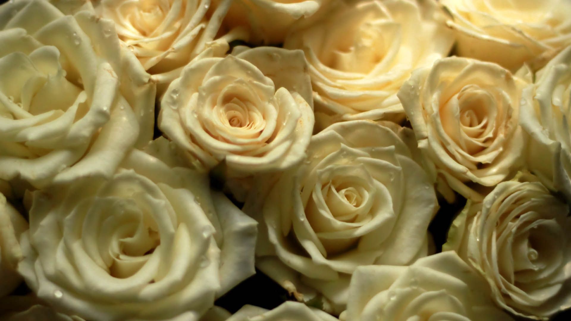 Handy-Wallpaper Blumen, Komposition, Bouquet, Zusammensetzung, Strauß, Roses kostenlos herunterladen.