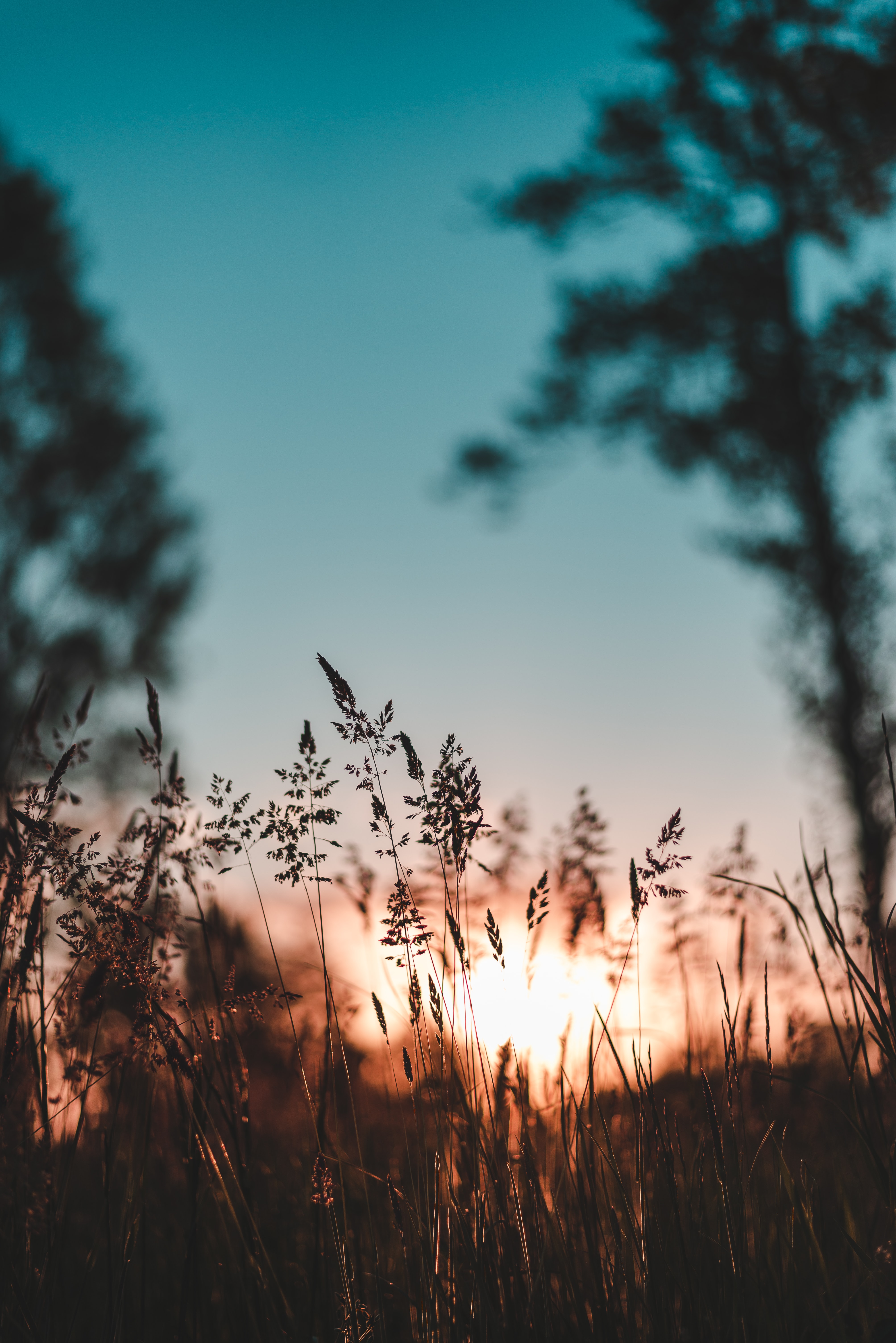 sunset, nature, grass, evening, ear iphone wallpaper