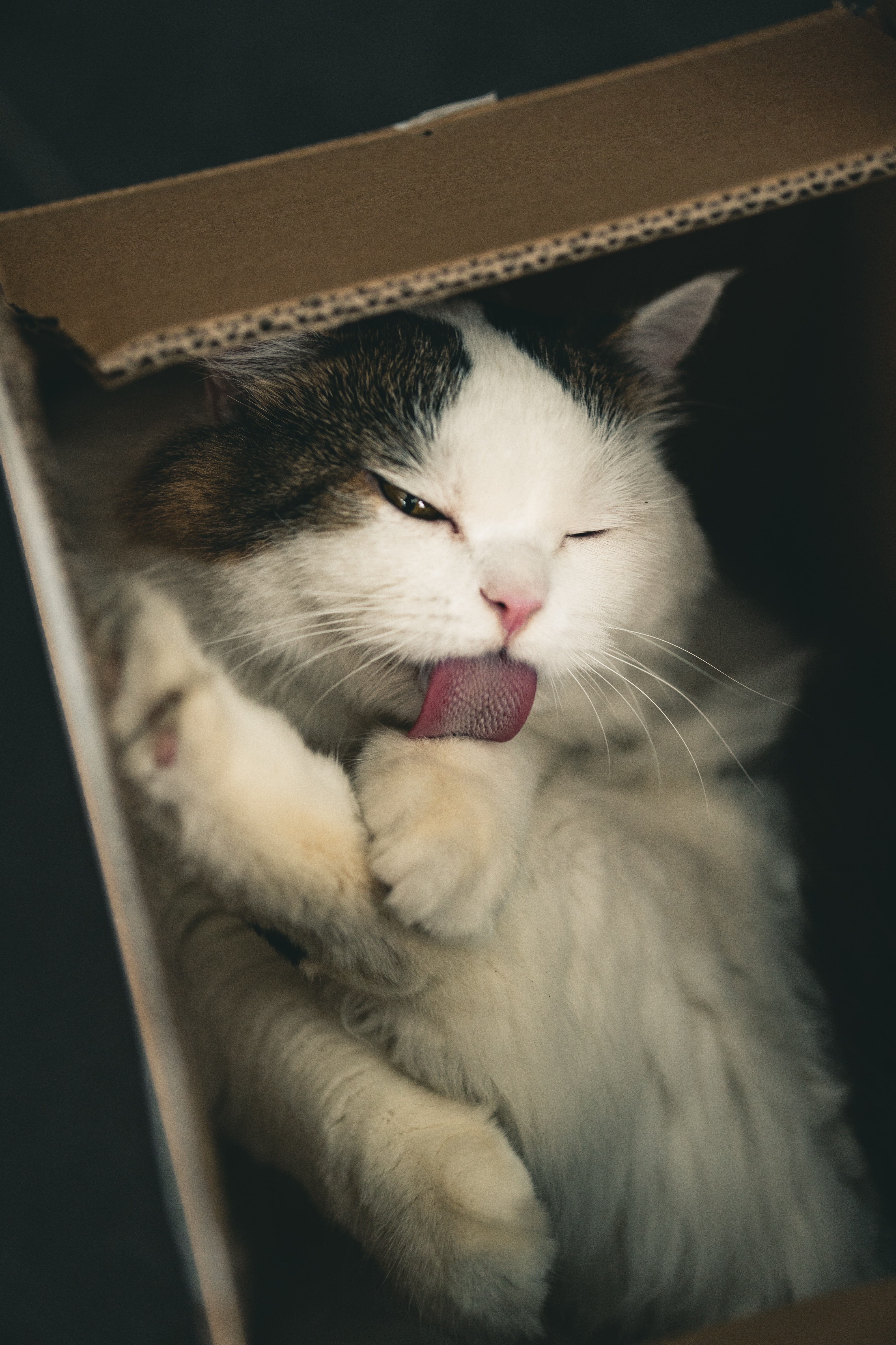 Download mobile wallpaper Fluffy, Nice, Tongue Stuck Out, Protruding Tongue, Box, Cat, Pet, Sweetheart, Animals for free.