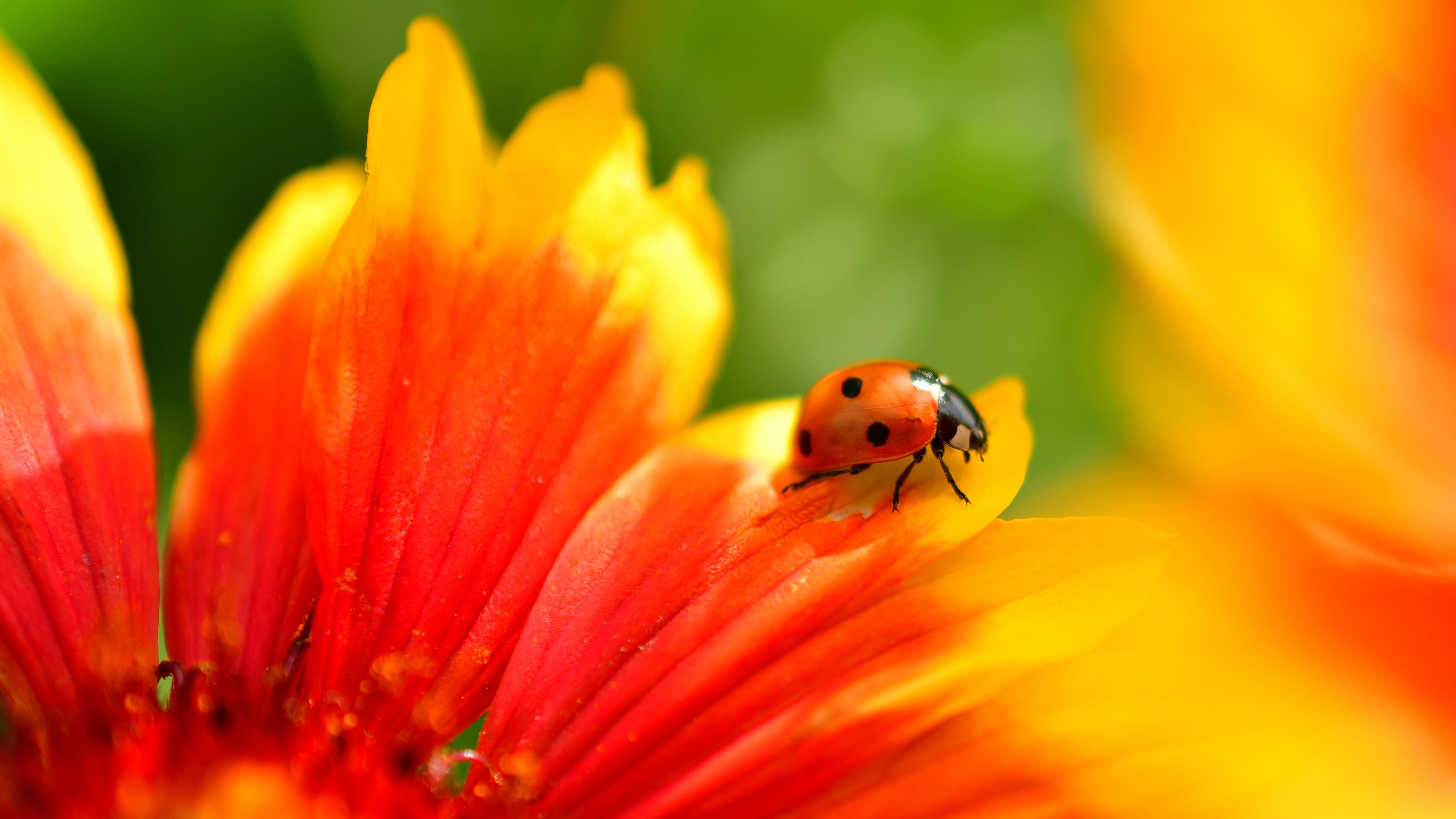 animal, ladybug, beetle, flower, gaillardia, macro download HD wallpaper