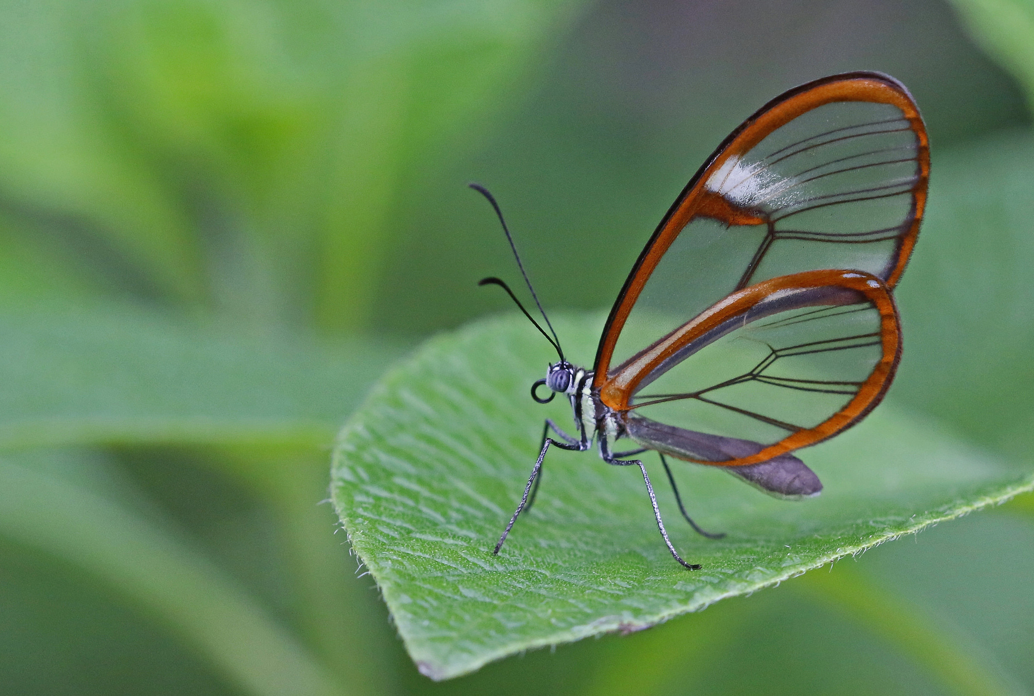 Цветок похож на крылья бабочки. Бабочка стеклокрылка.